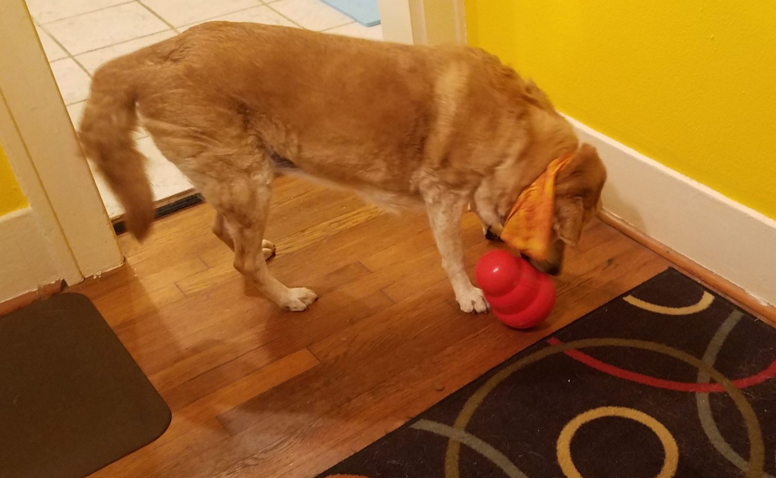 Kong Wobbler Kong Wobbler