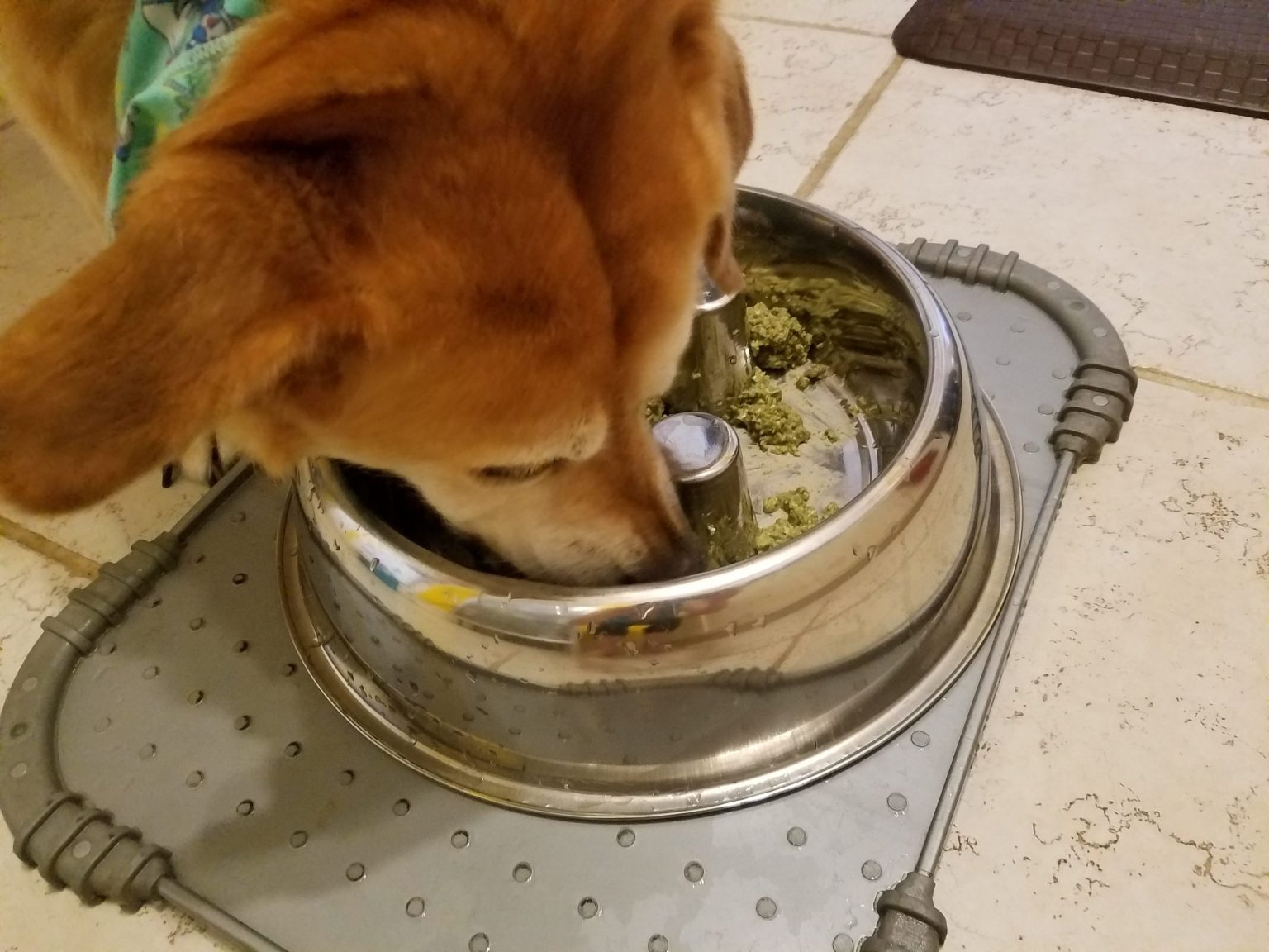 Puppy eating Puppy eating