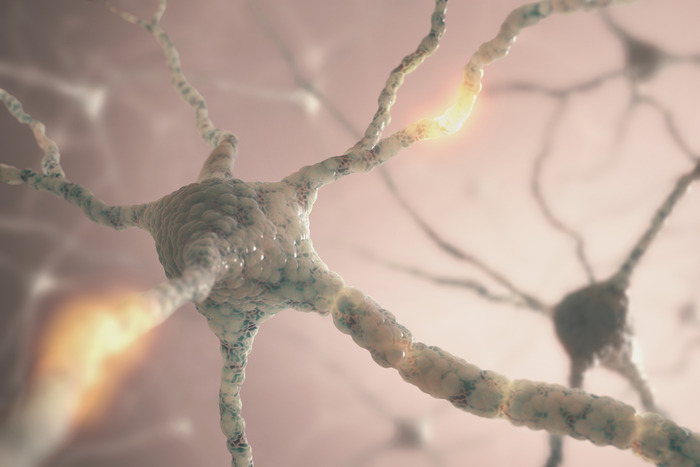 neurons making a connection neurons making a connection