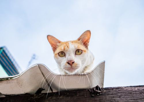 curious cat curious cat