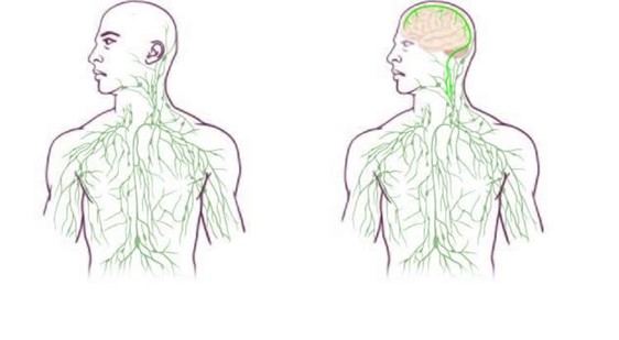 lymphatic system