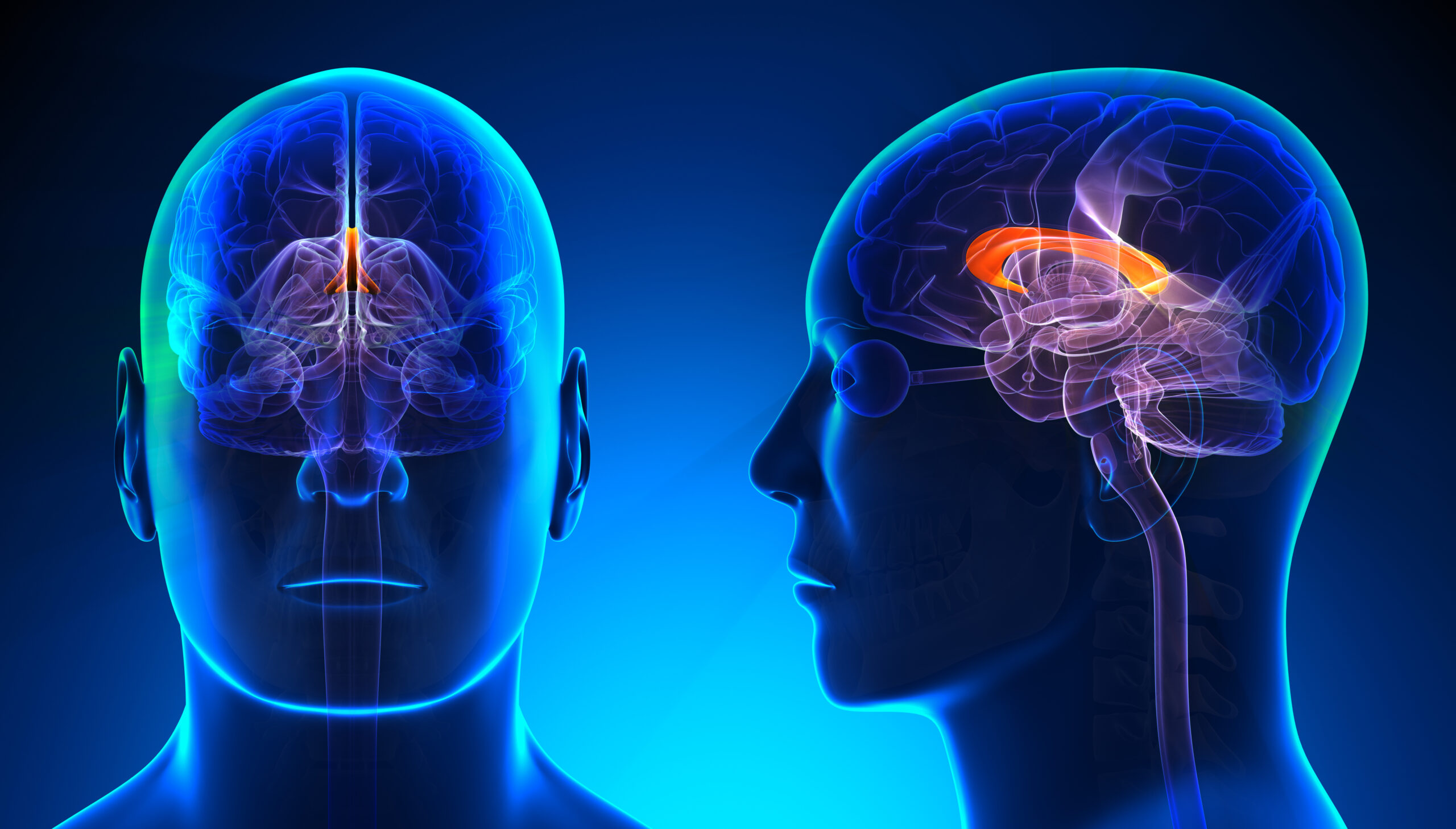 brain hemispheres
