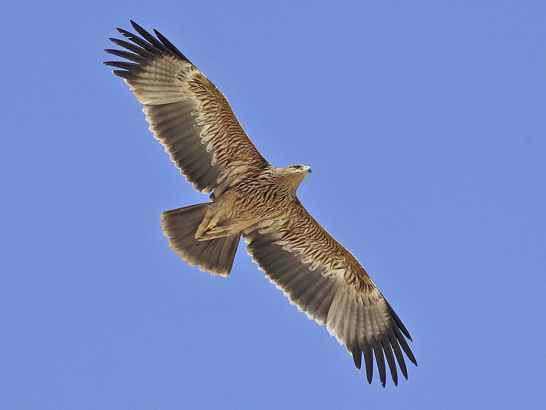 Águila Imperial Ibérica