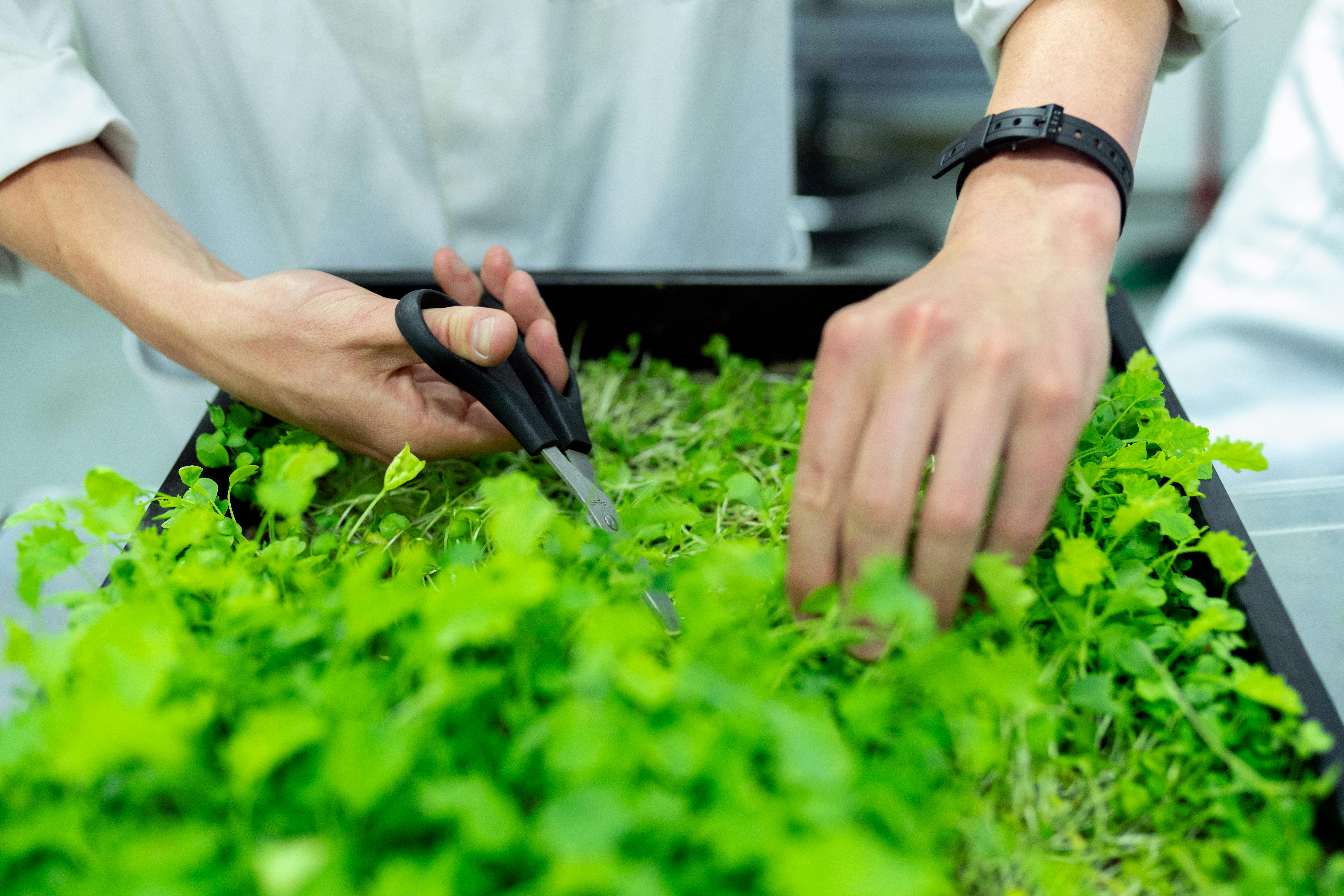 herbs, gardening, garden, savings, save money
