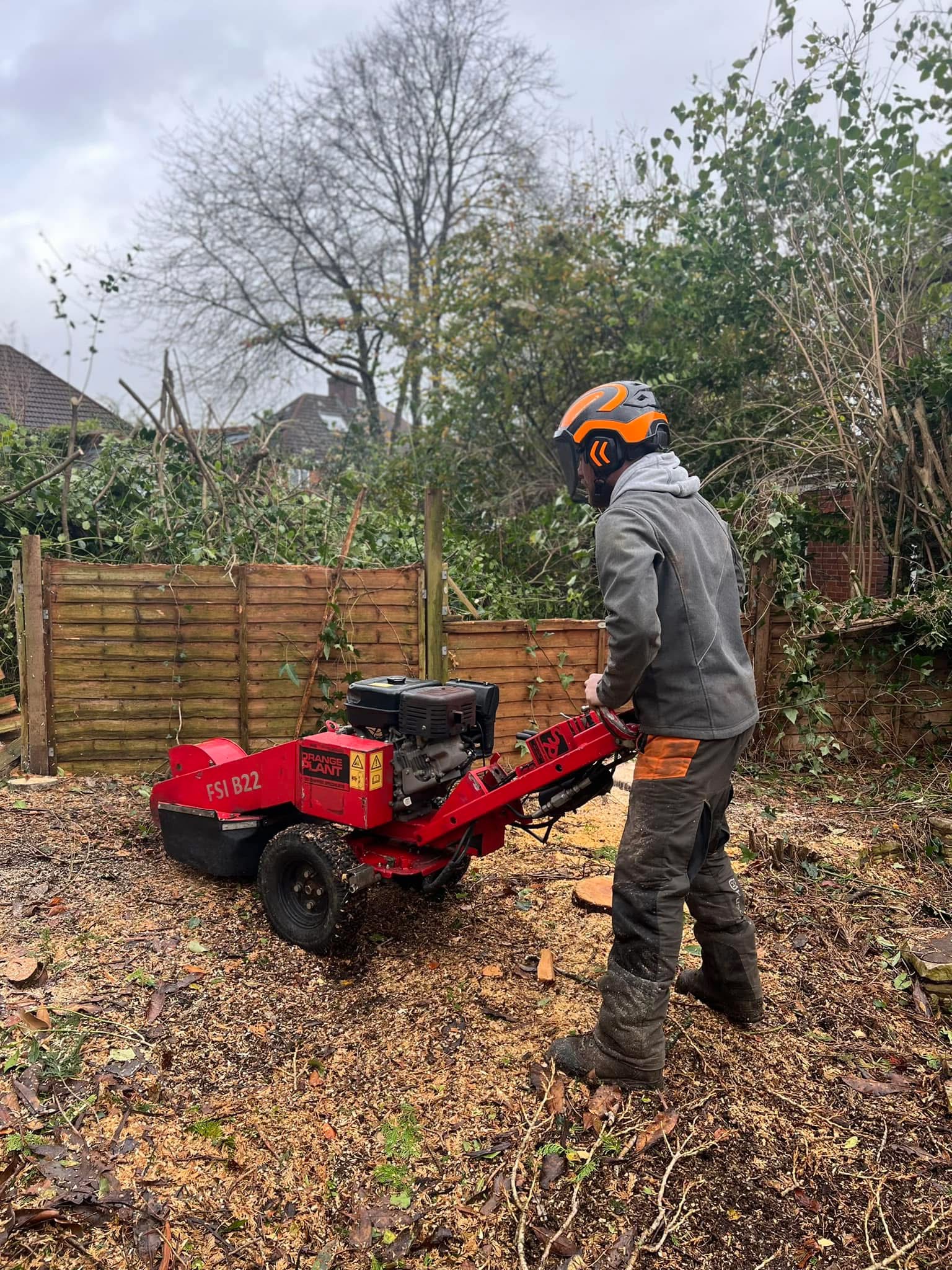 Completed tree surgery work by JBS Tree Care Services
