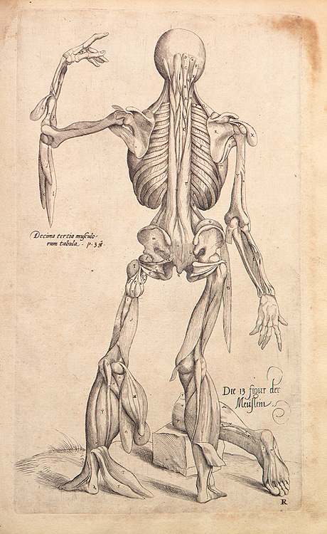 Wood block image by Vesalius Wood block image by Vesalius