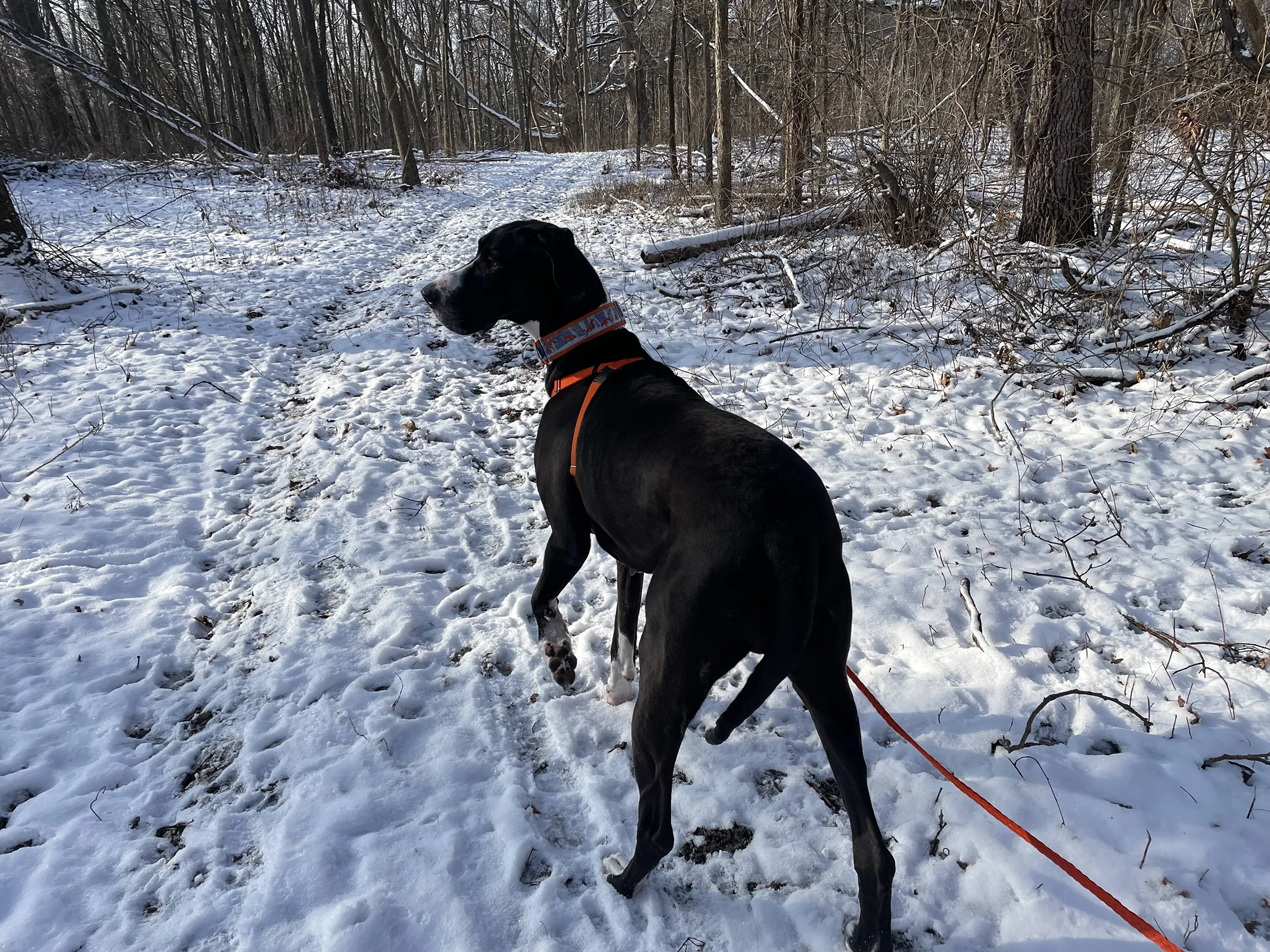  A black dog with a red leash stands in the snow, surrounded by a winter landscape.