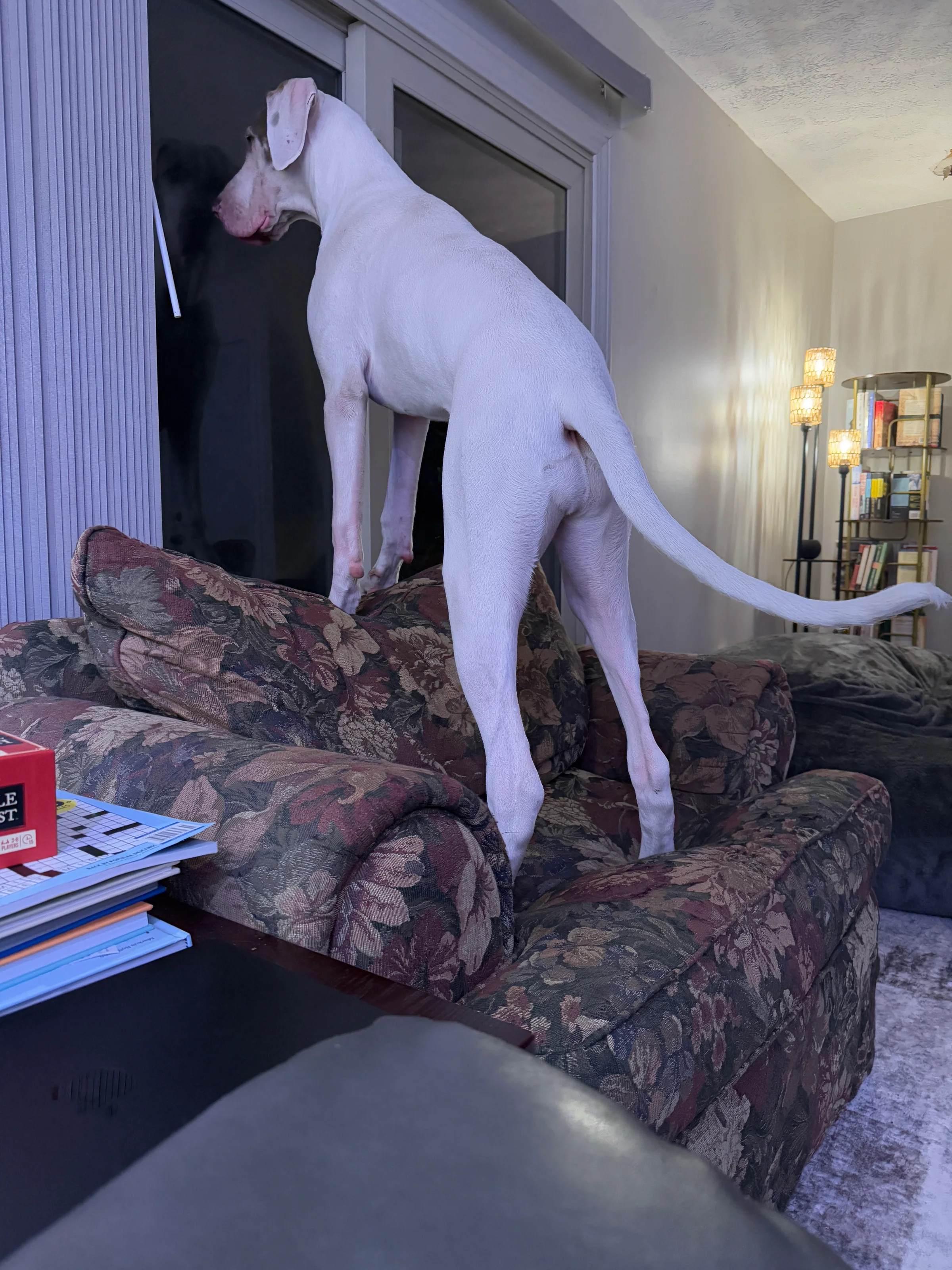 I need my dog to behave NOW