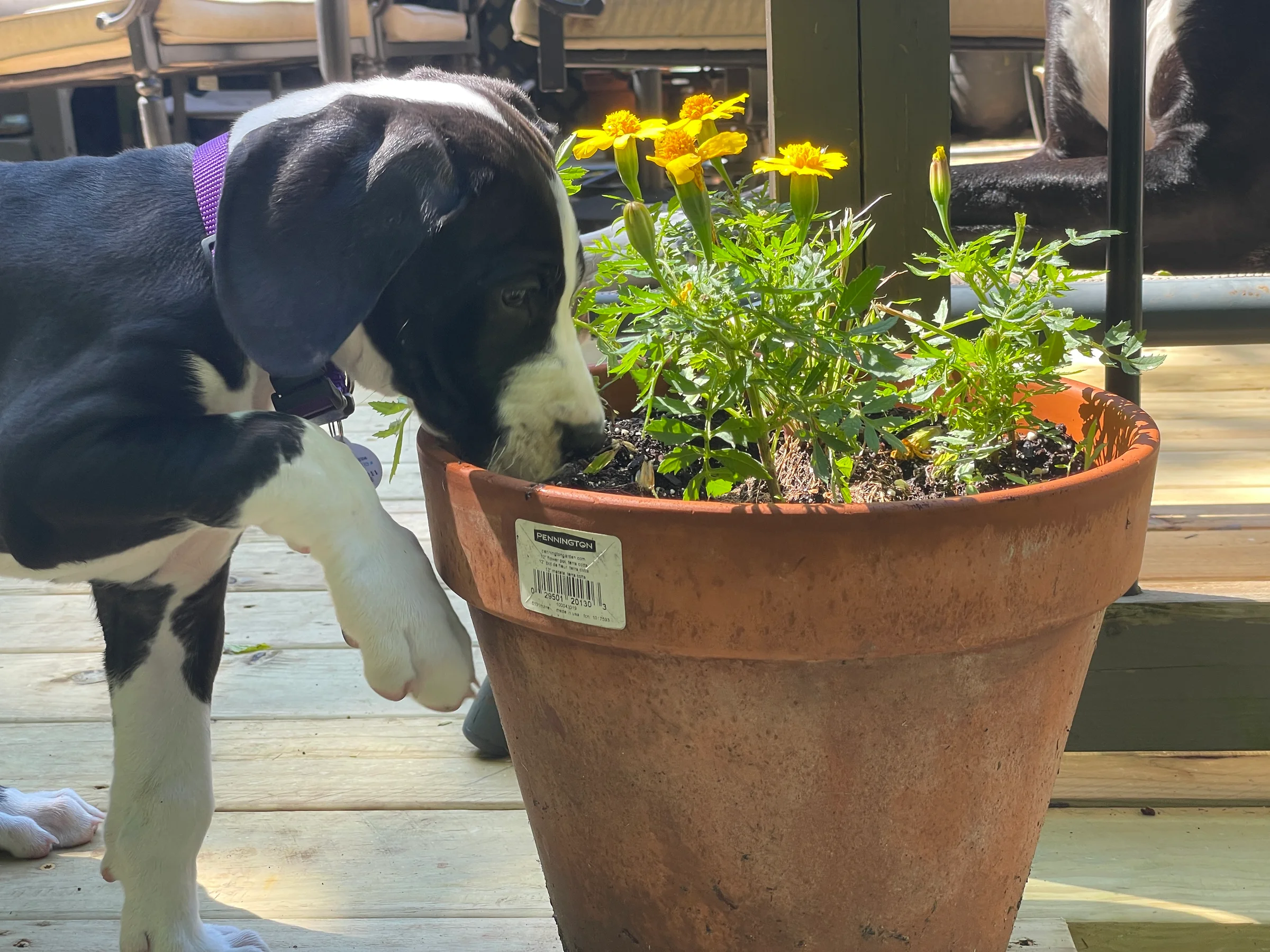 How Can I Make My Dog Happier? Answer: Enrichment (and It's Good for You, Too!)