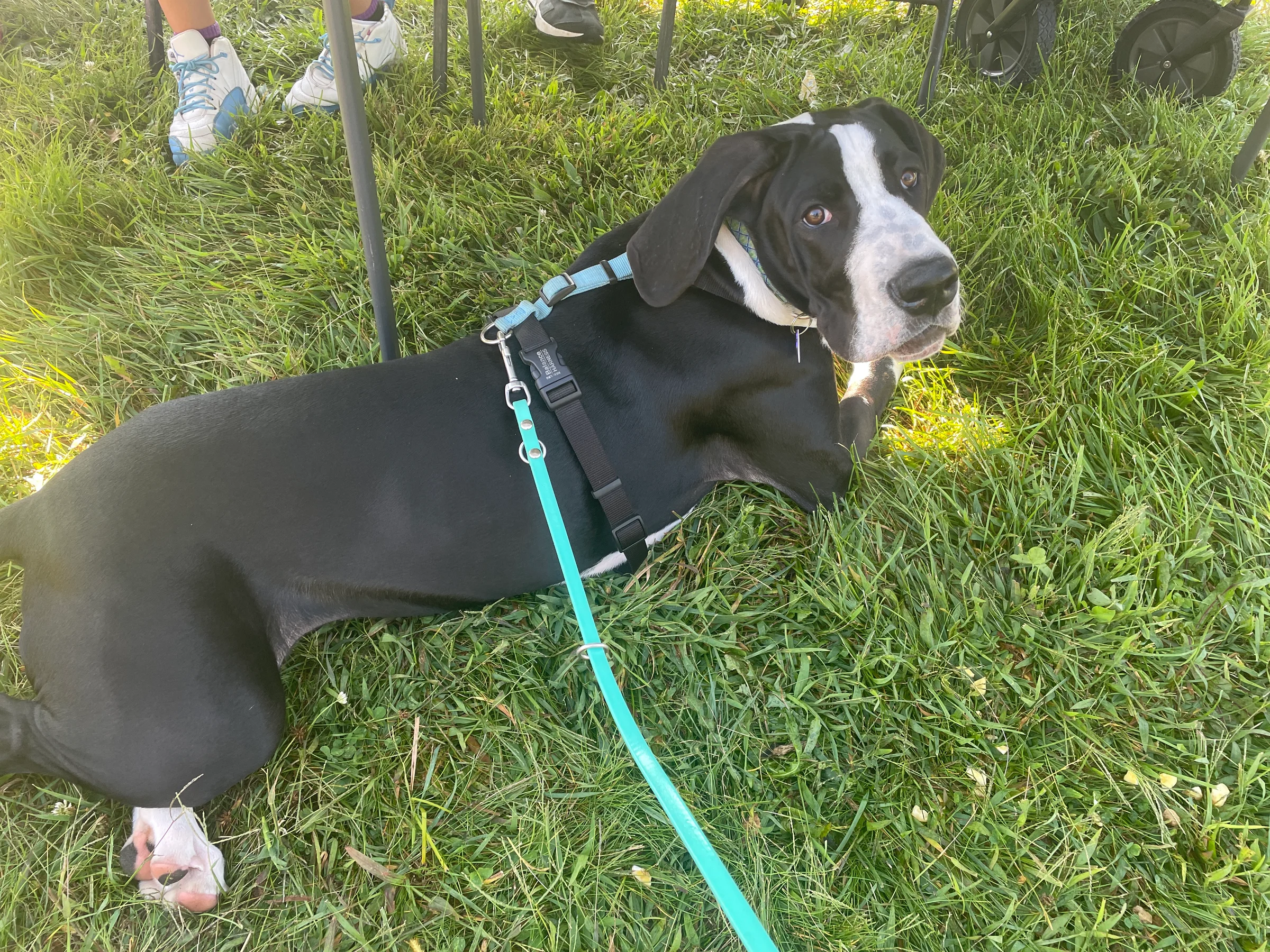Leash Laws: Love 'em or Hate 'em, It's Still the Law