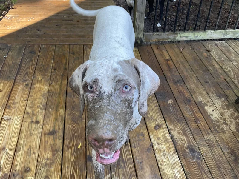 Muddy pawprints: Life in a Multi-Species Home Can be Messy!