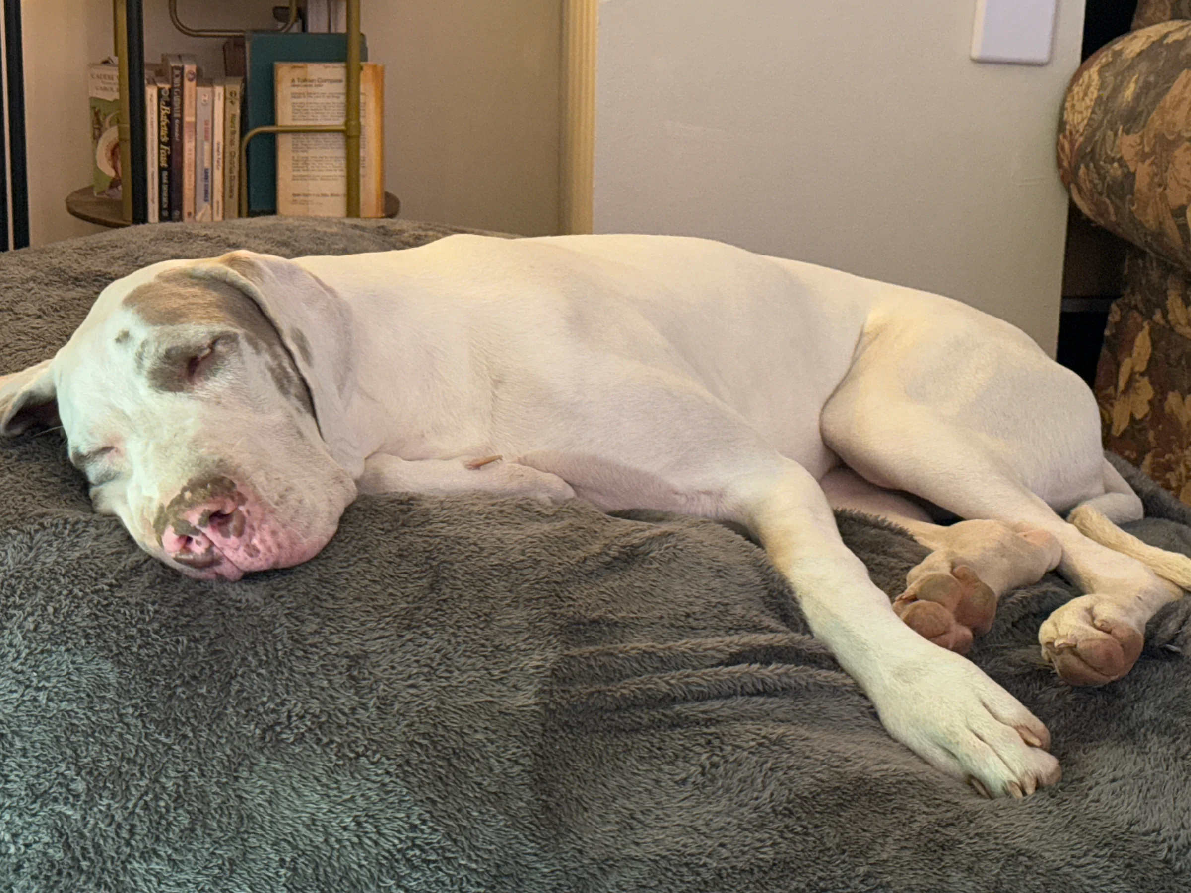 Social Butterfly or Homebody? How Social is YOUR Dog?