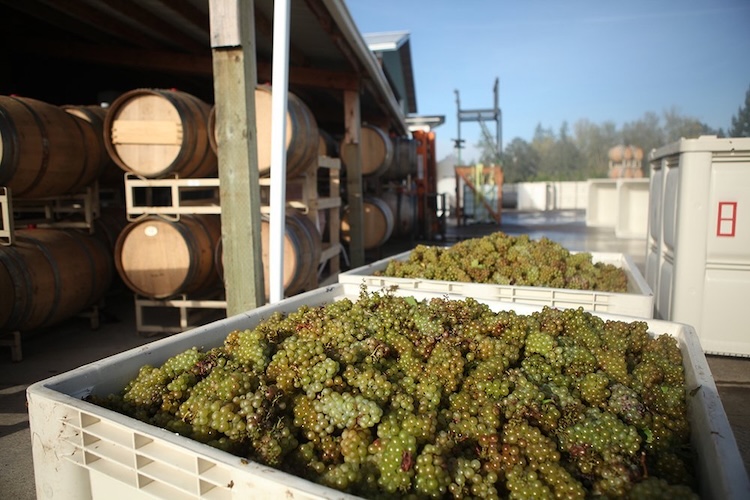 Gonzales Wine Company
