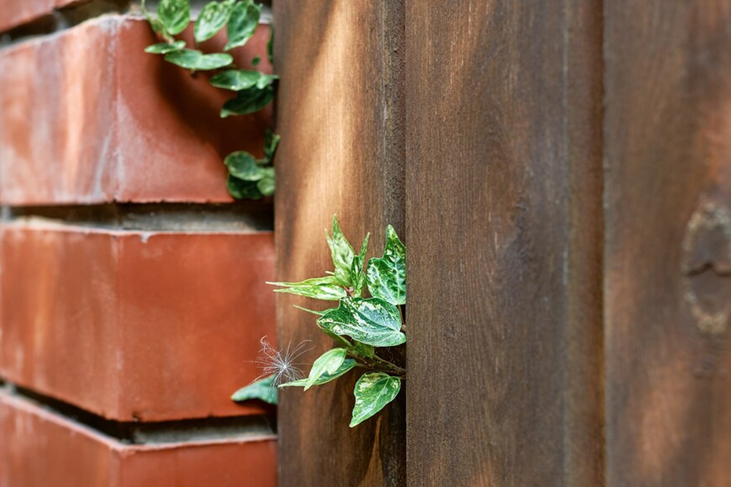 Comparing Wood Fence Price: A Guide to Different Types of Wood