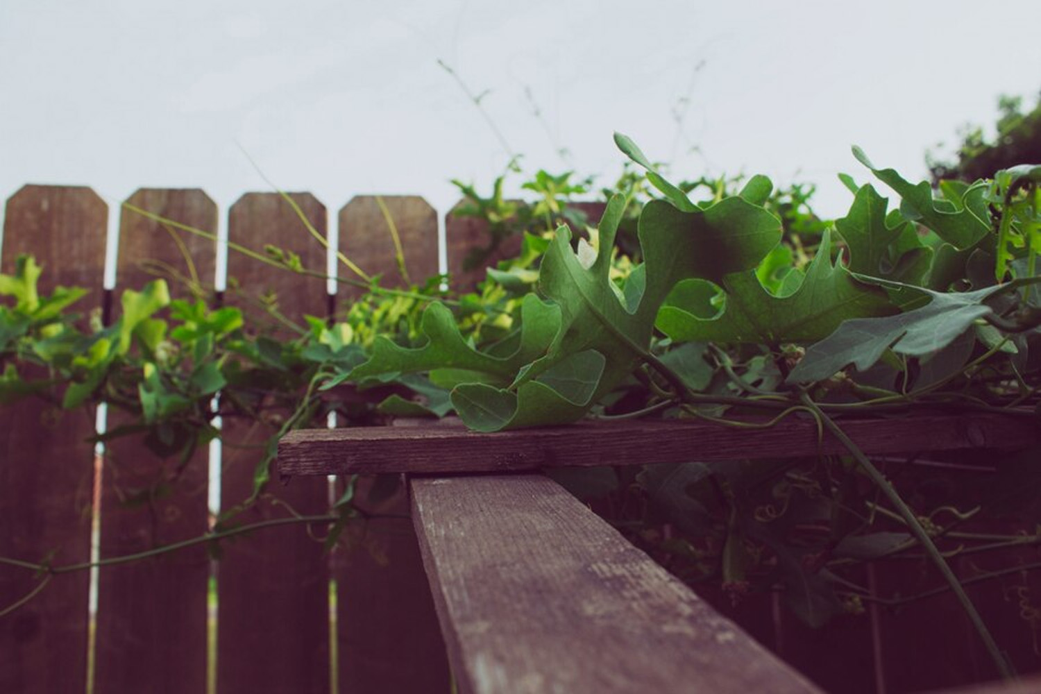 Comparing Wood Fence Price: A Guide to Different Types of Wood
