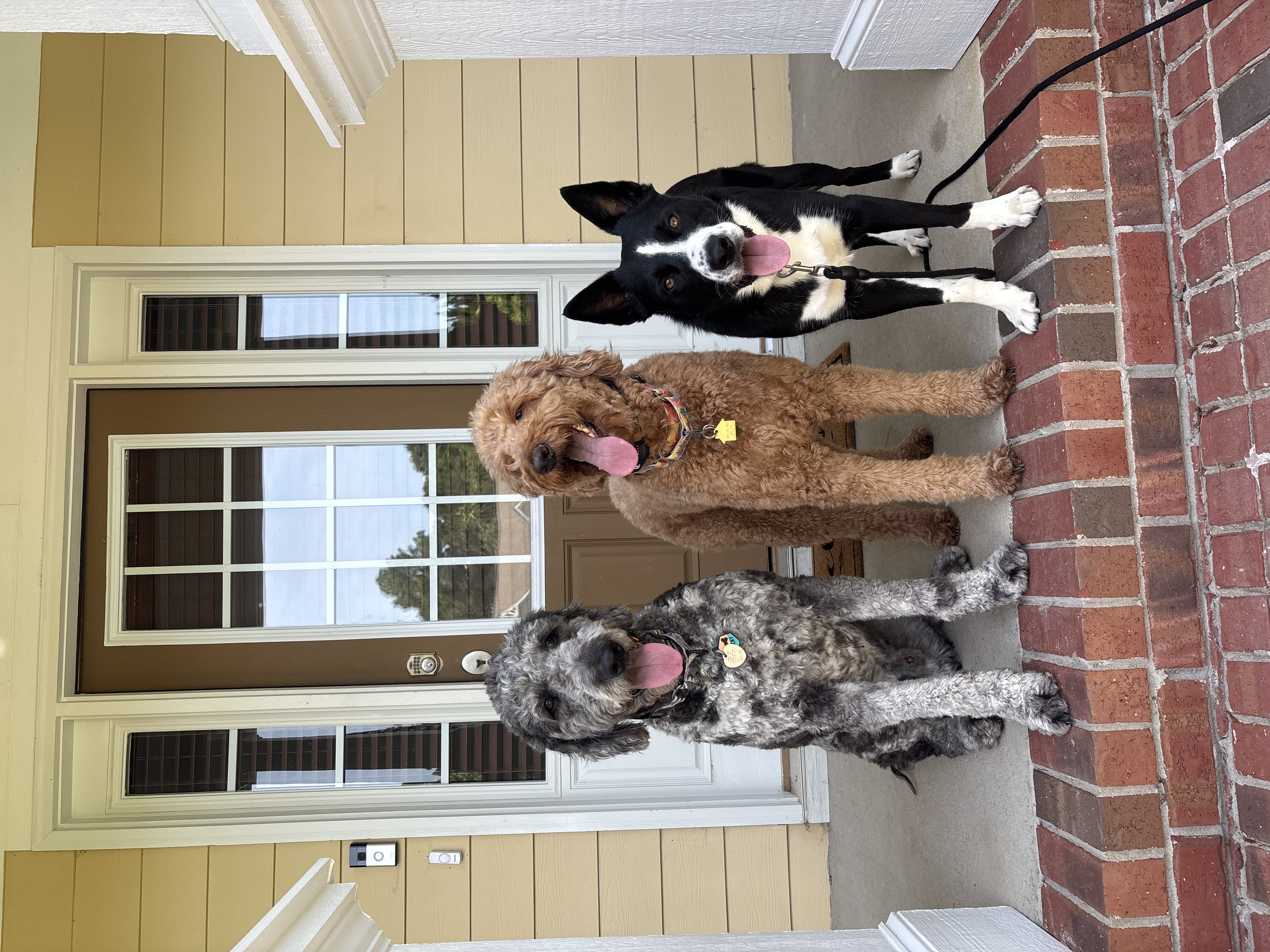 Two happy dogs outdoors