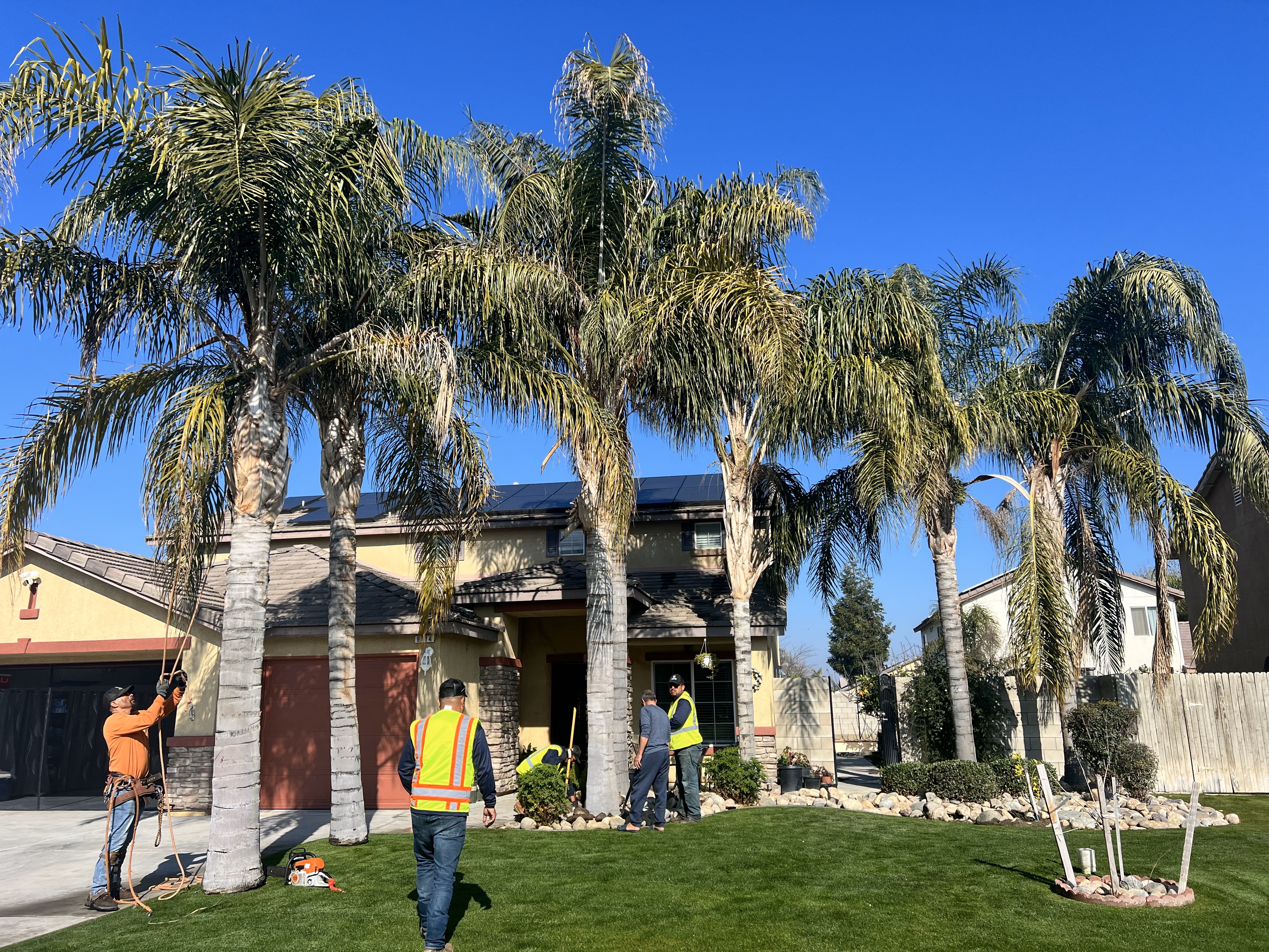 image of the 6 palm trees that need to be removed in the front yard