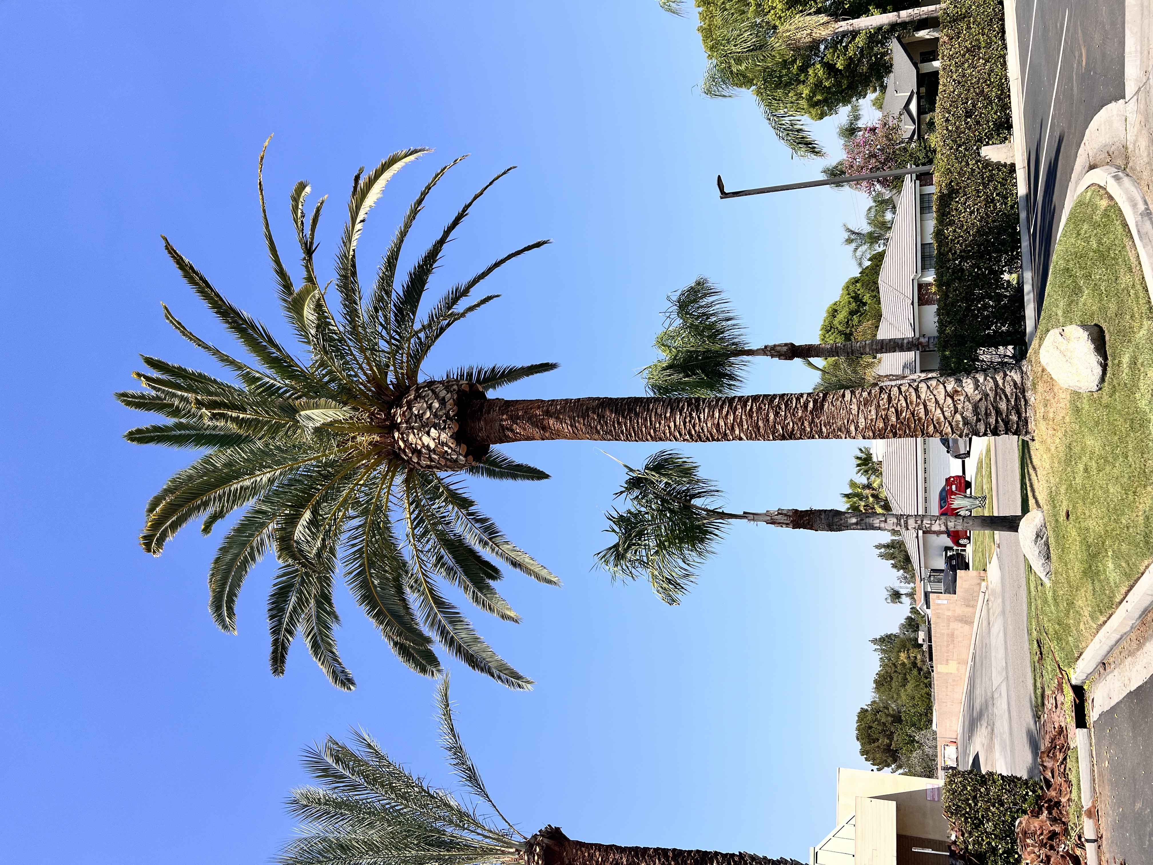 a queen palm tree that was trimmed for a commercial space