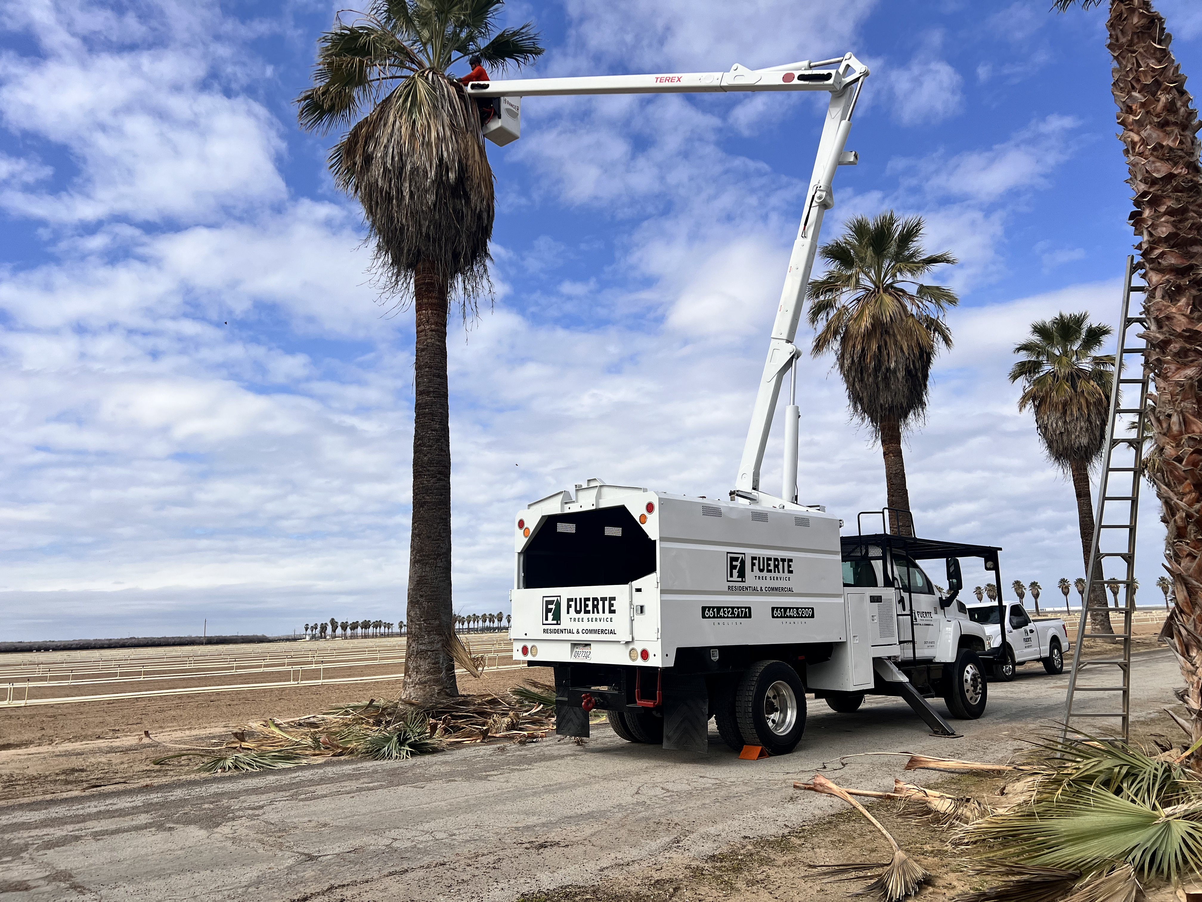 fuerte tree service trimming a palm tree fuerte tree service trimming a palm tree