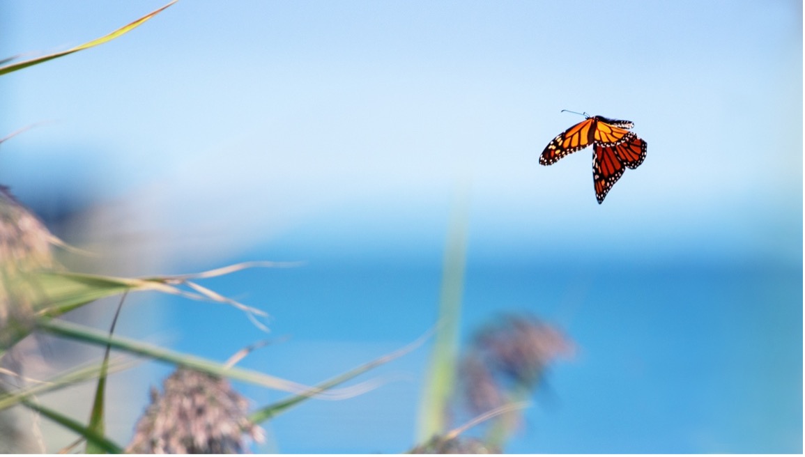 coaching transformation life coach coaching transformation life coach