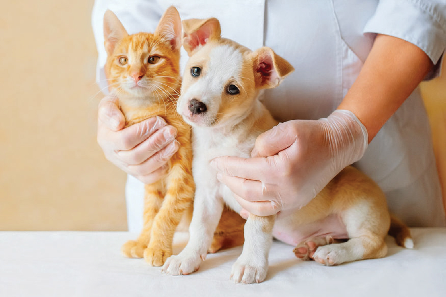 orange cat and white puppy on top of table with vet