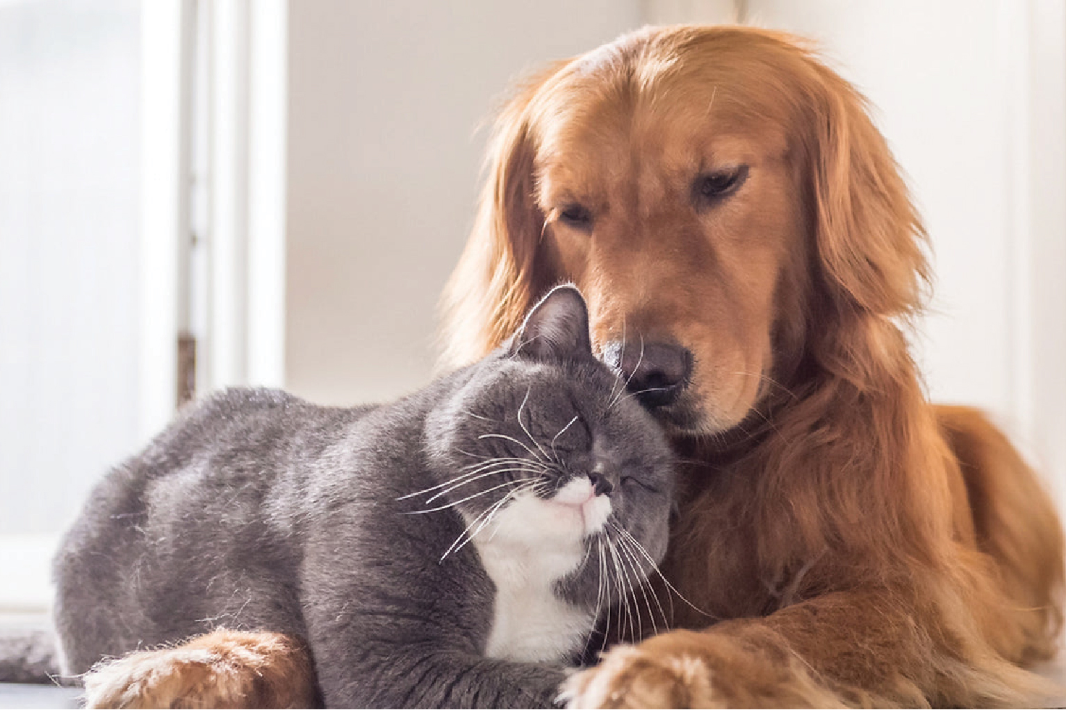 gray cat (left) and golden retriever (right) sitting together