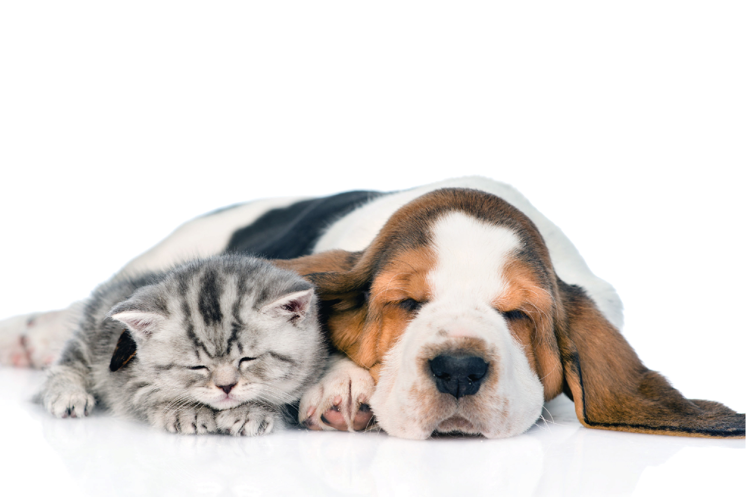 cat and dog laying in bed 