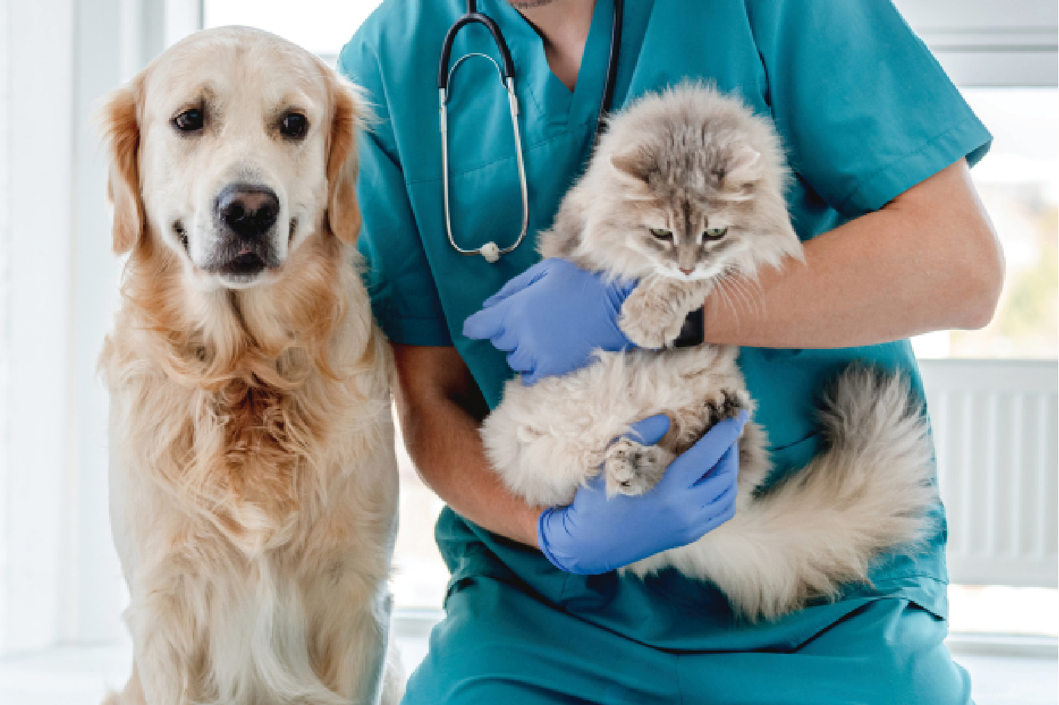 cat and dog taken care by vet