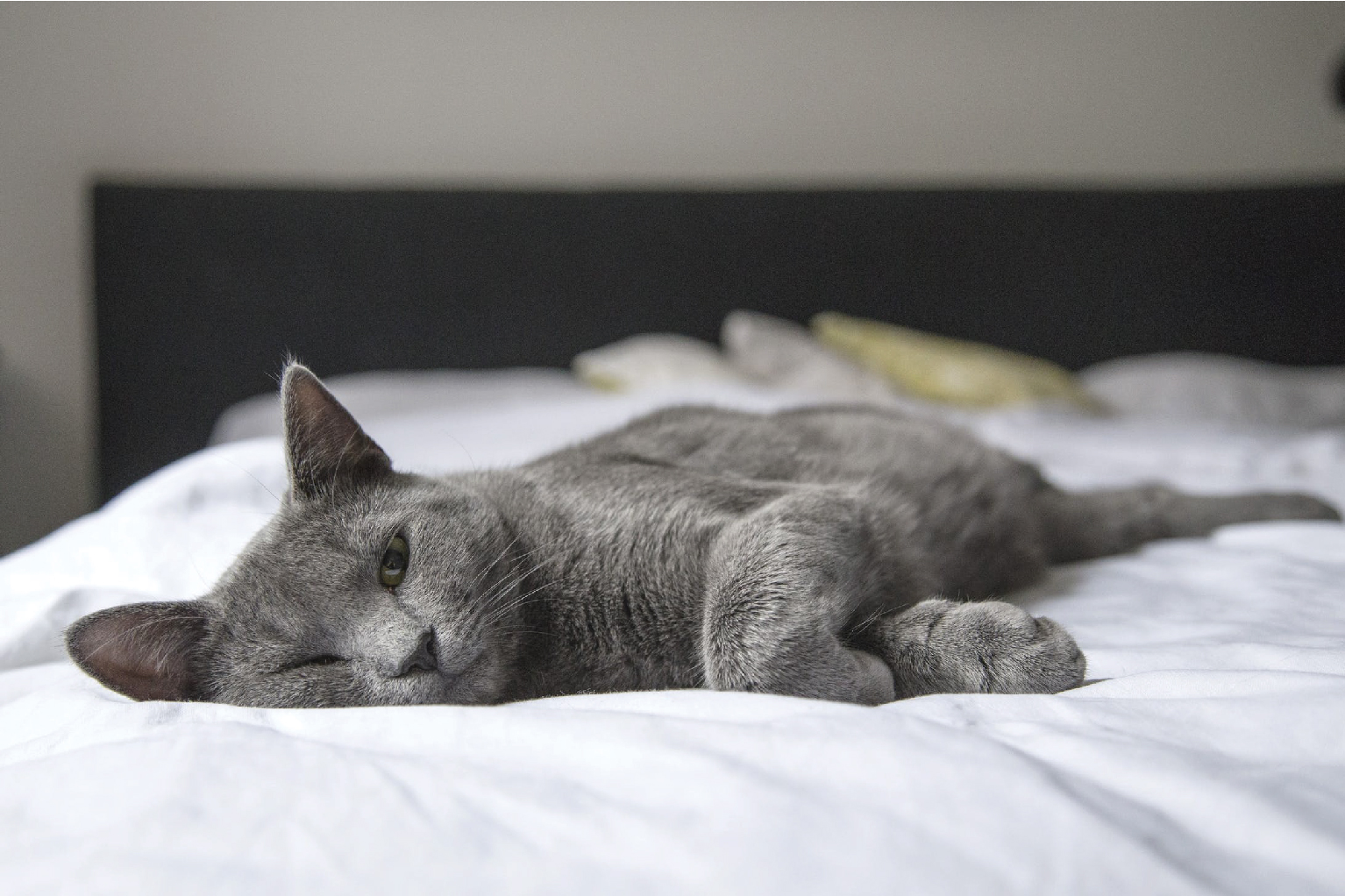 grey colored cat laying on top of bed