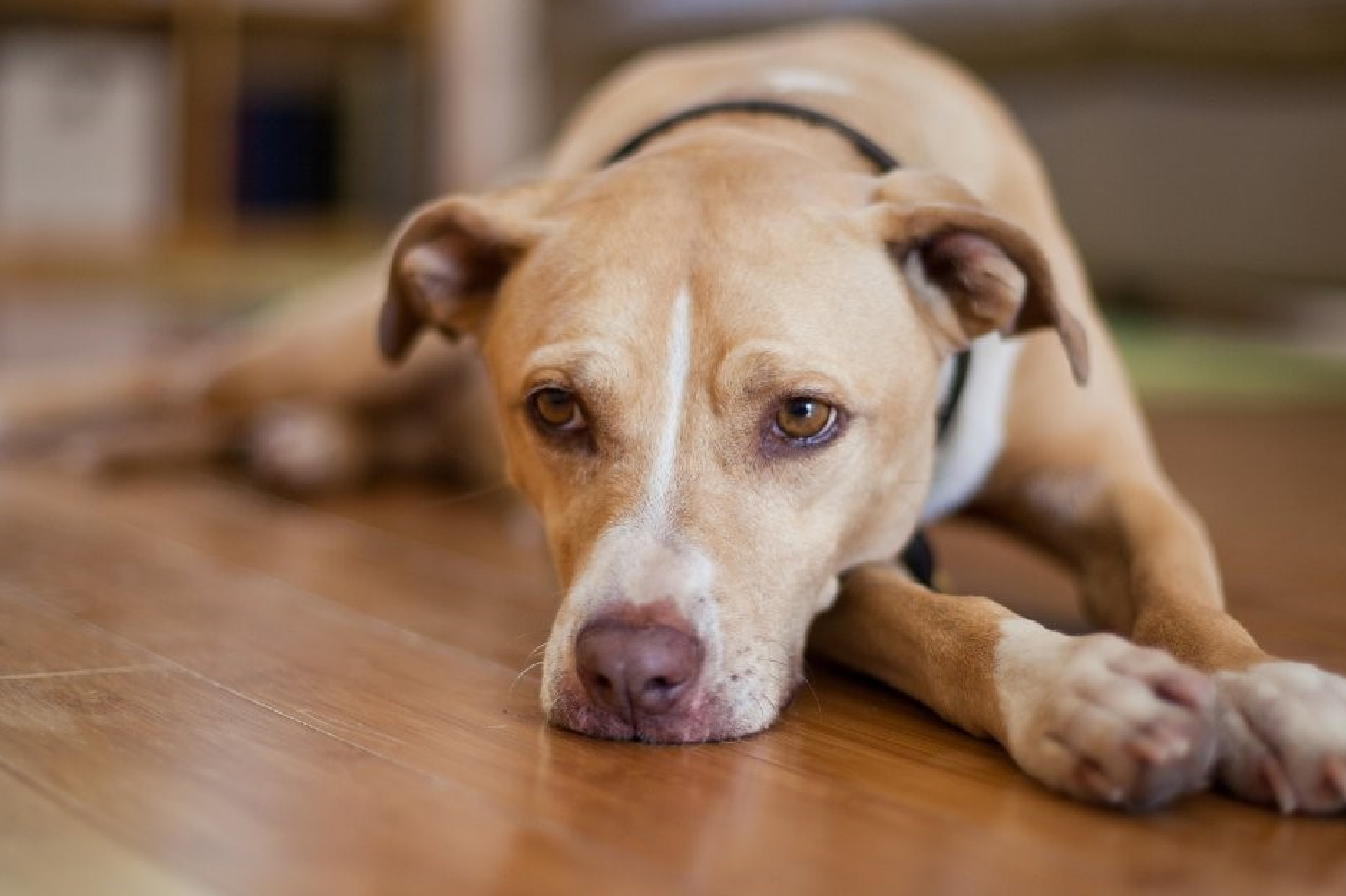 anxious dog lying on the floor anxious dog lying on the floor