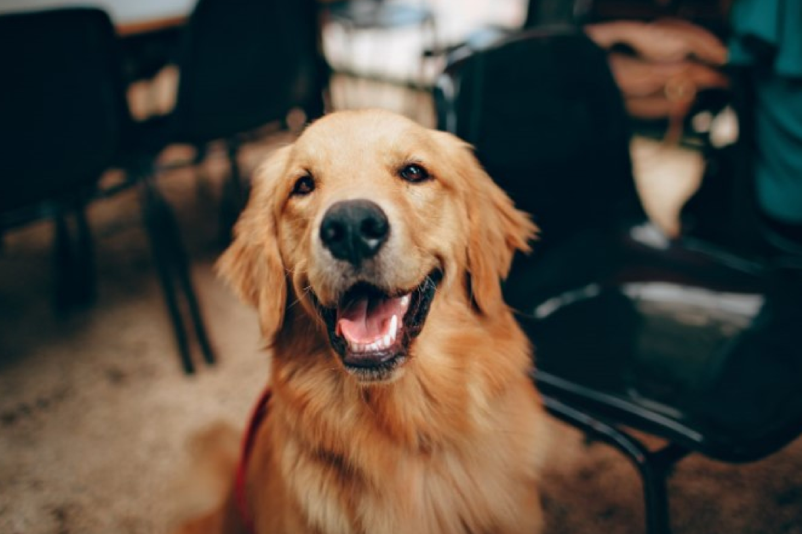 Happy and smiling golden retriever Happy and smiling golden retriever