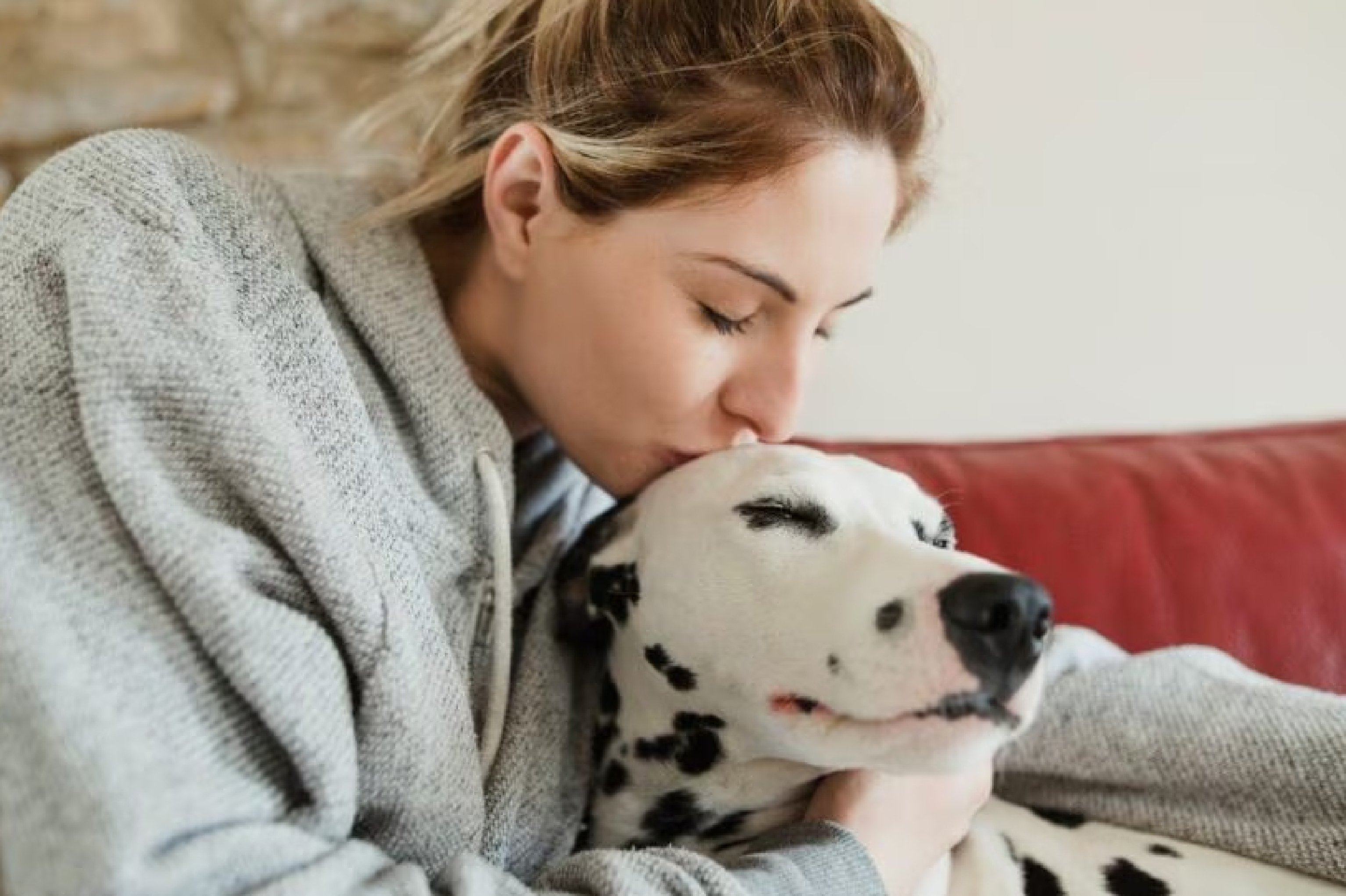 dog owner kissing her dalmatian on the forehead dog owner kissing her dalmatian on the forehead