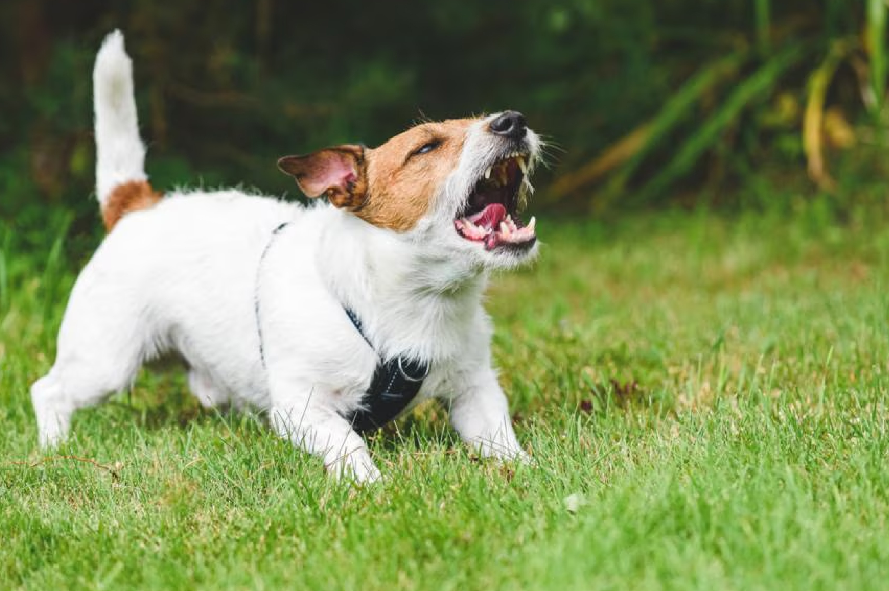 dog barking aggressively outside dog barking aggressively outside