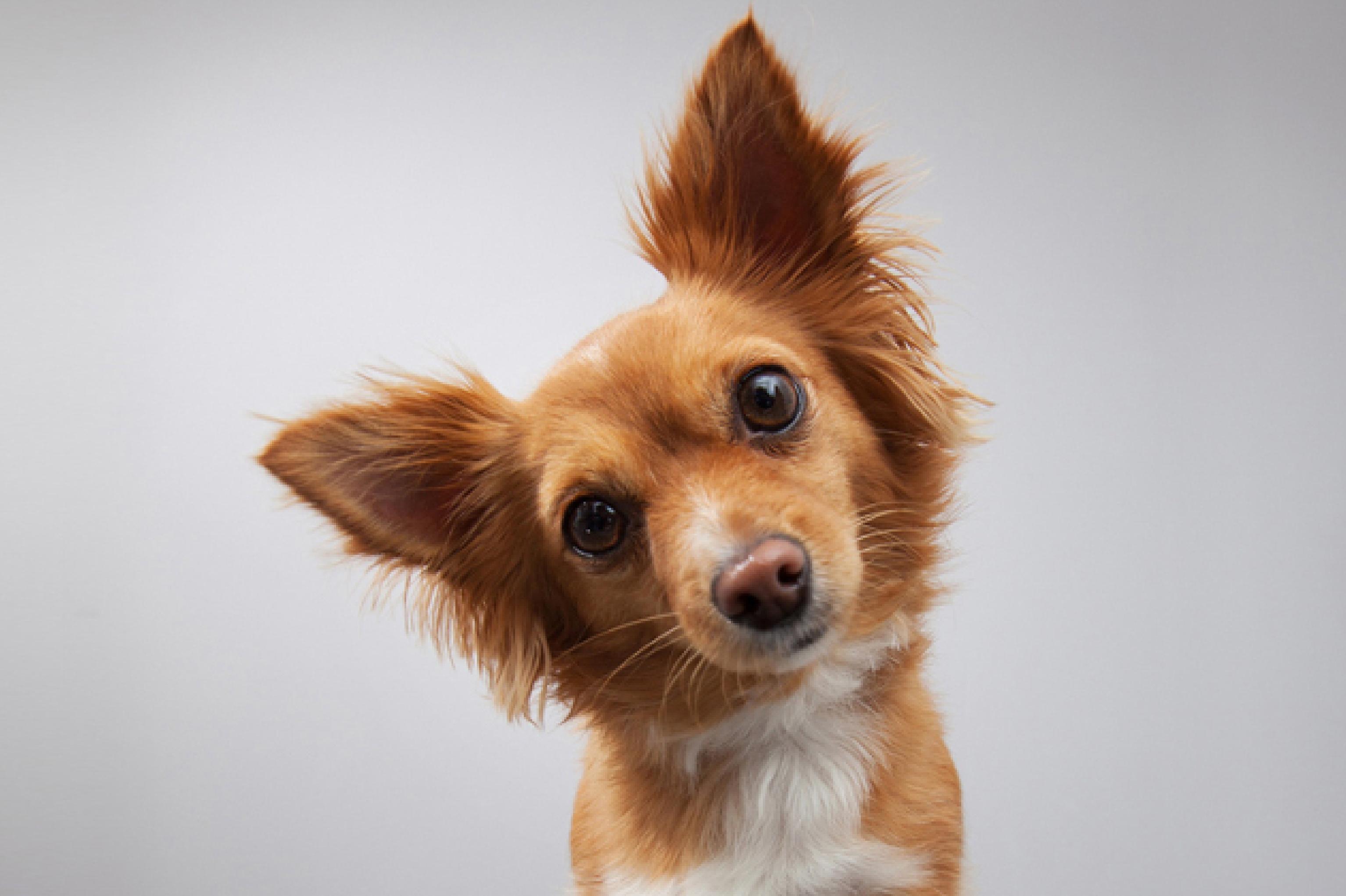 dog with tilted head and ears dog with tilted head and ears