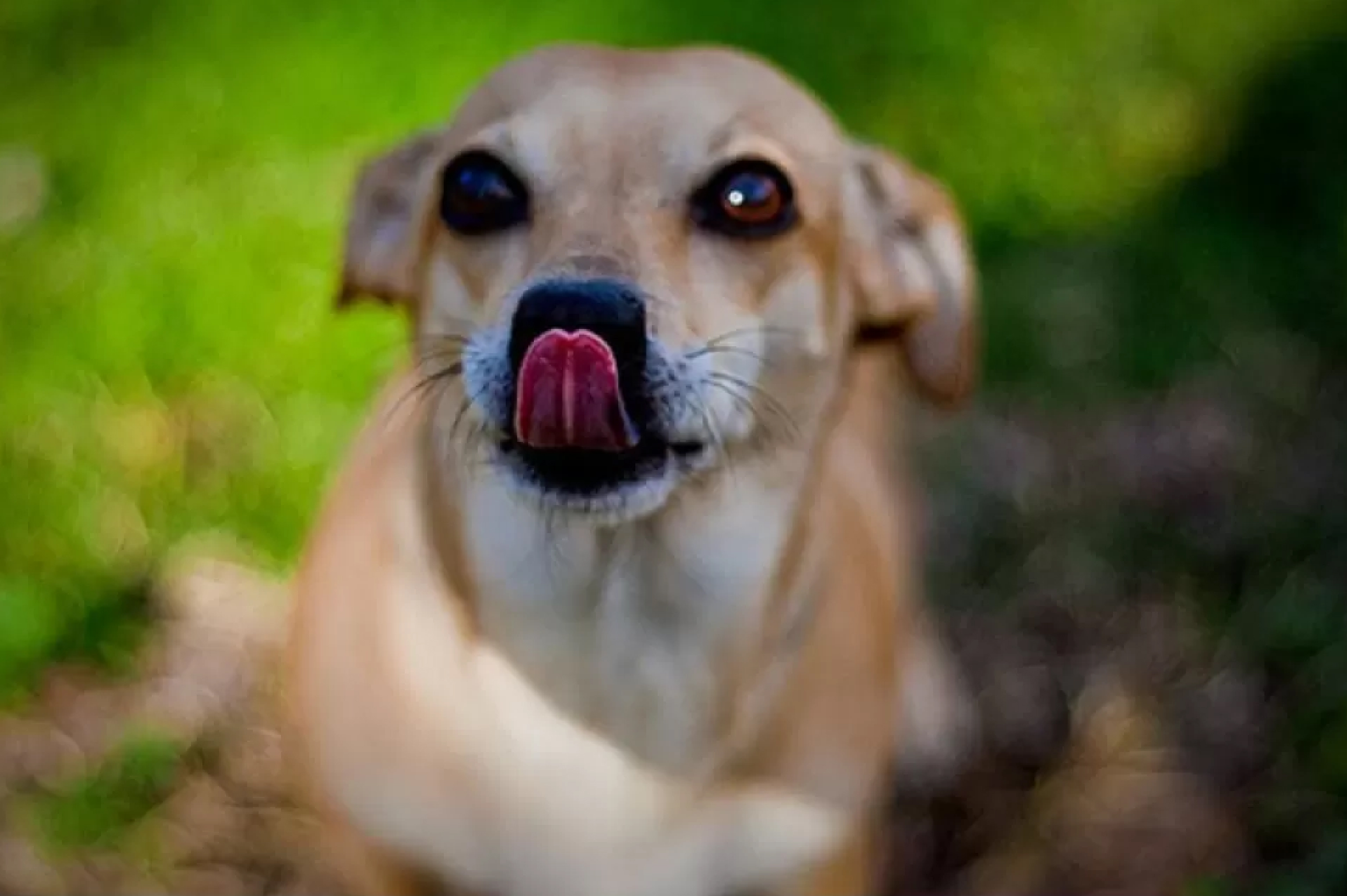 a calm dog licking it's nose a calm dog licking it's nose