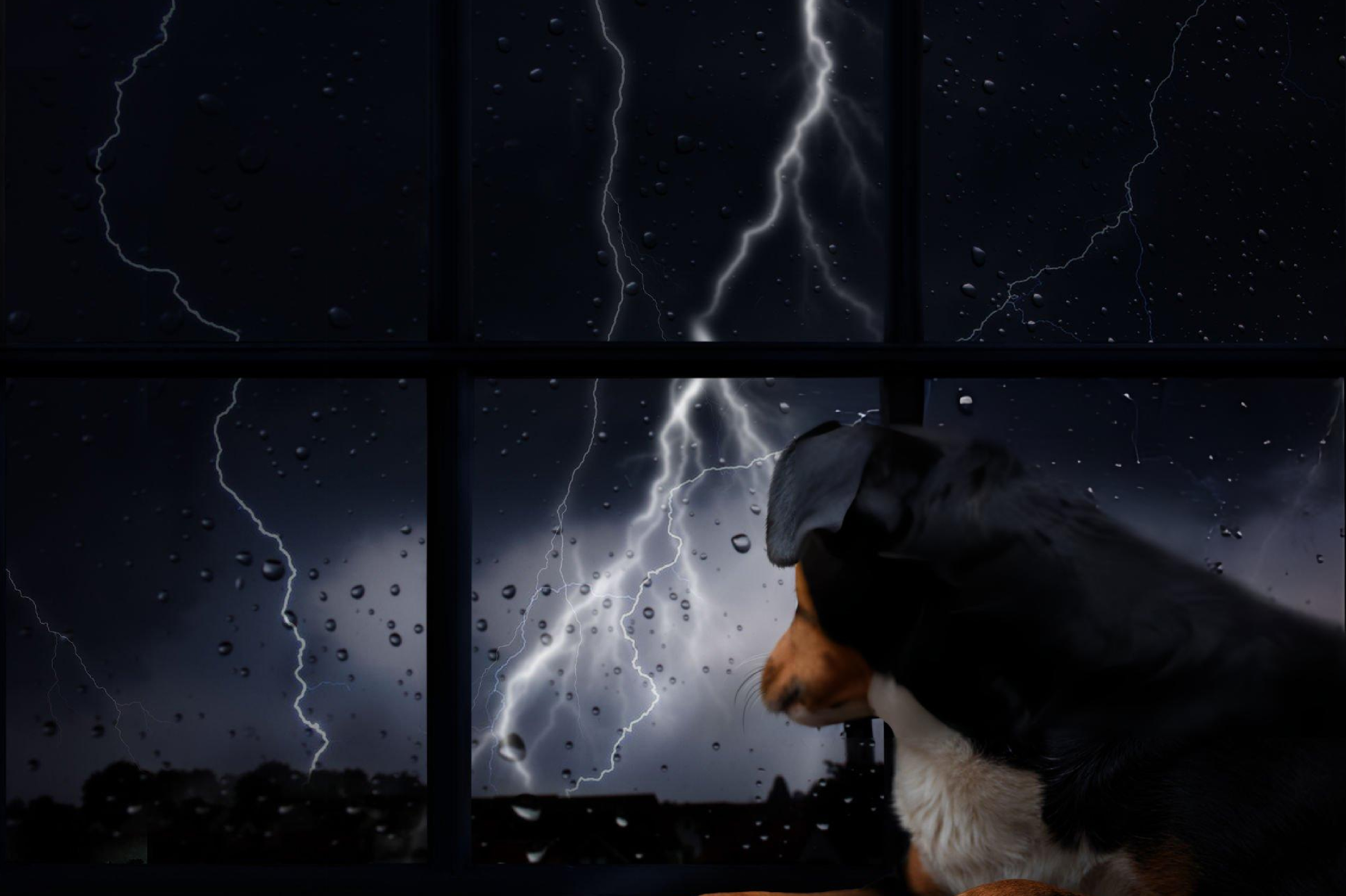 dog staring at thunder from a window