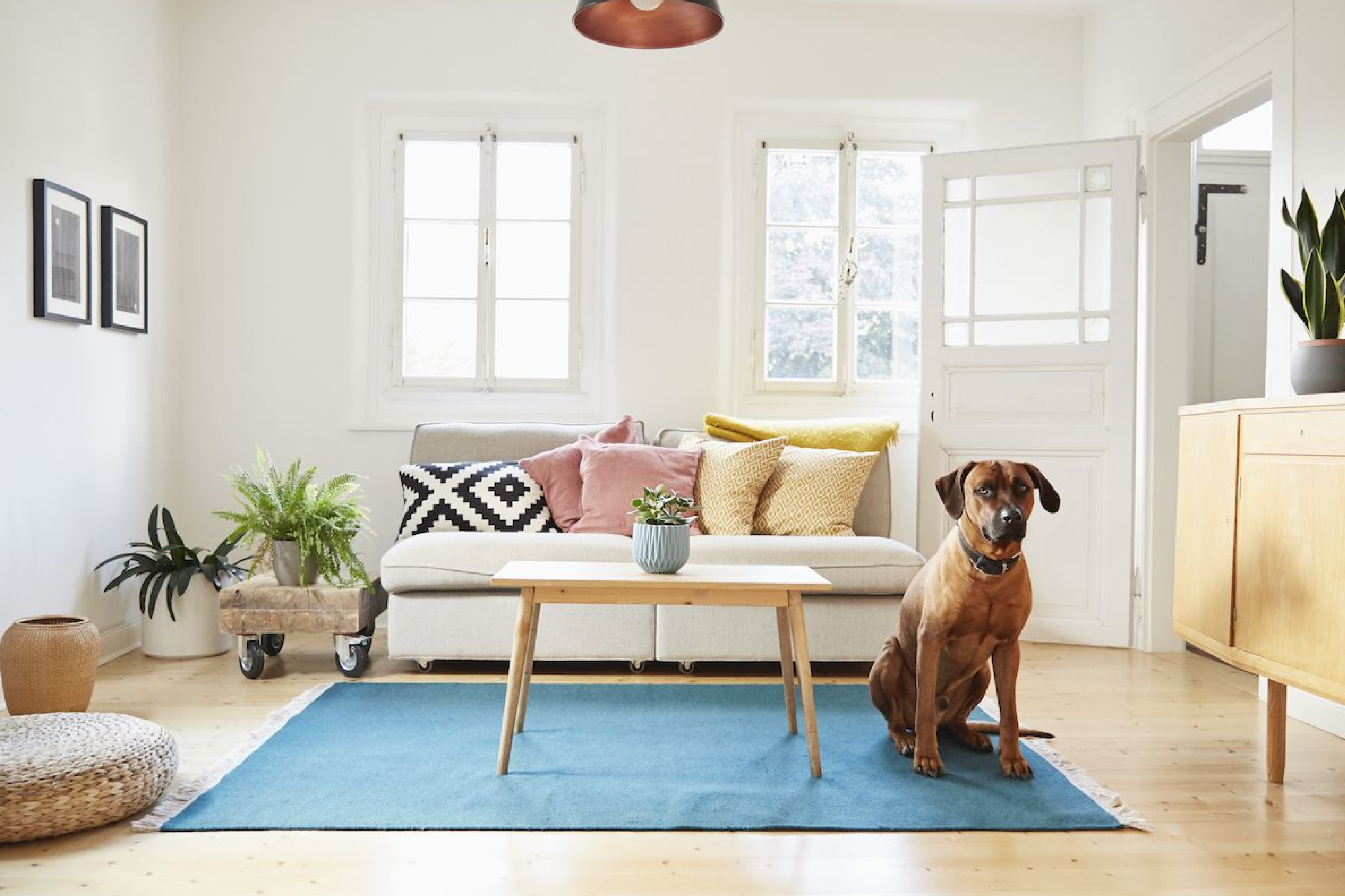 dog sitting tall on living room