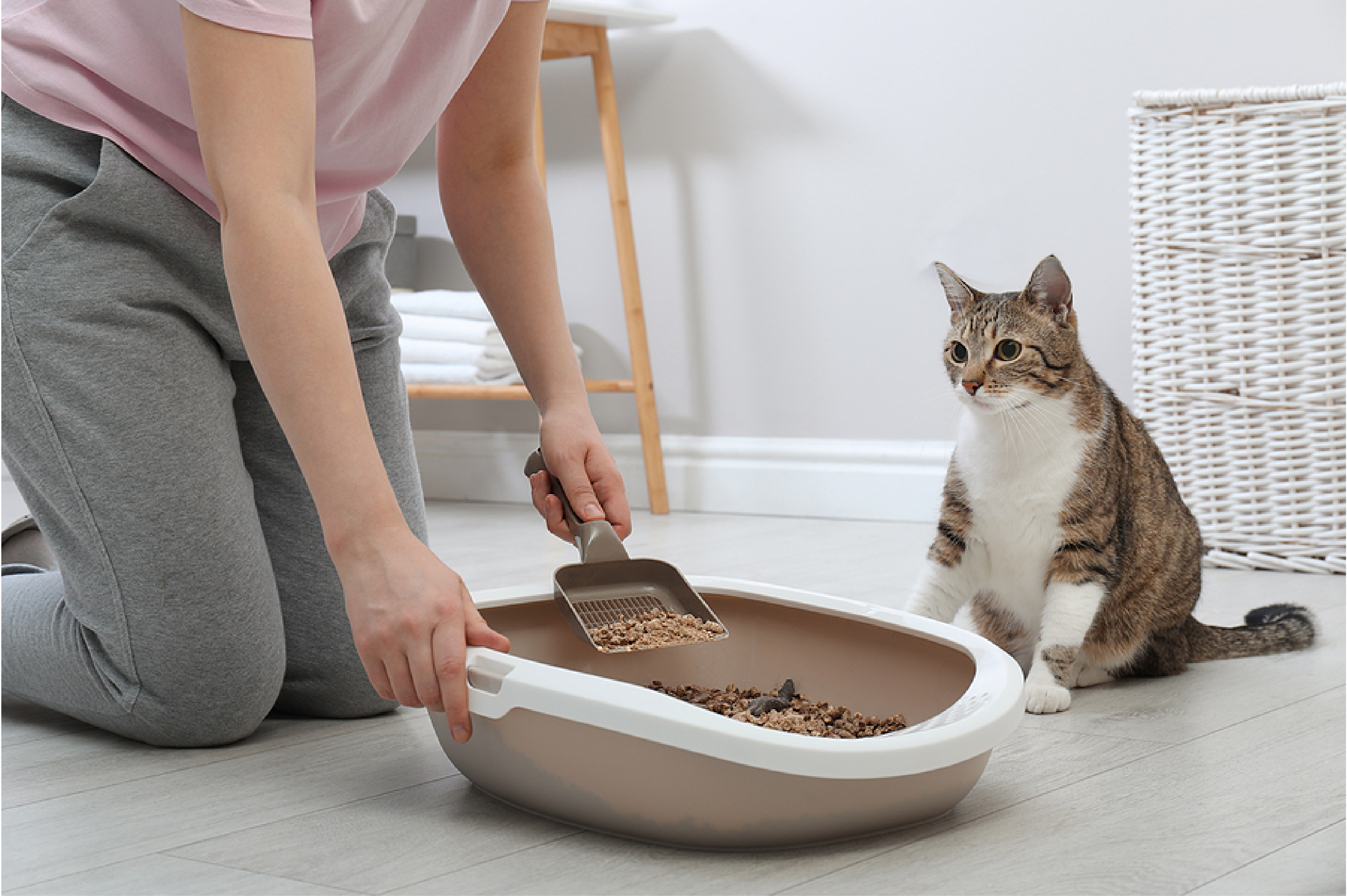 person cleaning litter box while a cat is sitting beside her person cleaning litter box while a cat is sitting beside her