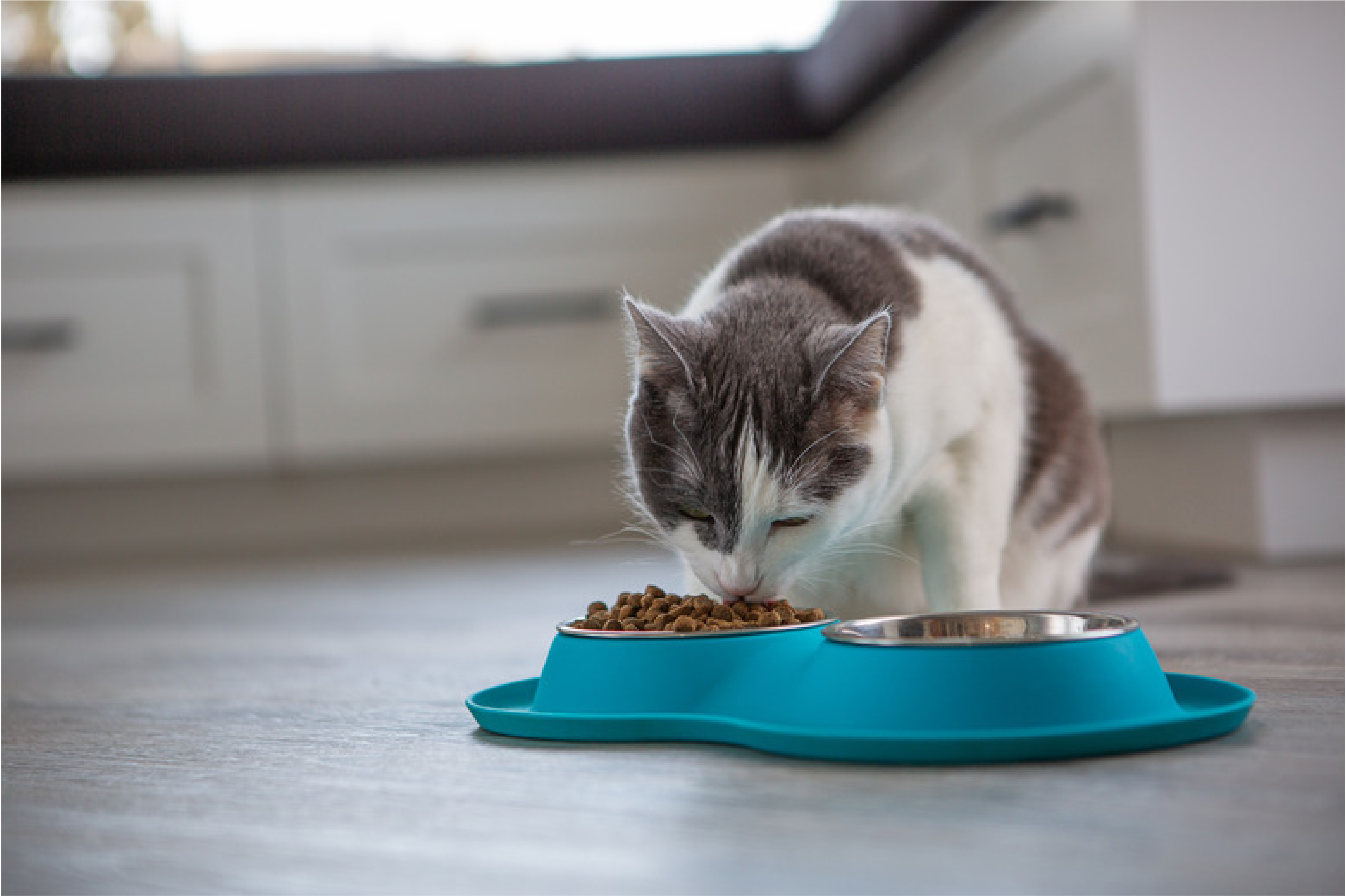 black and white cat eating kibble from bowl black and white cat eating kibble from bowl