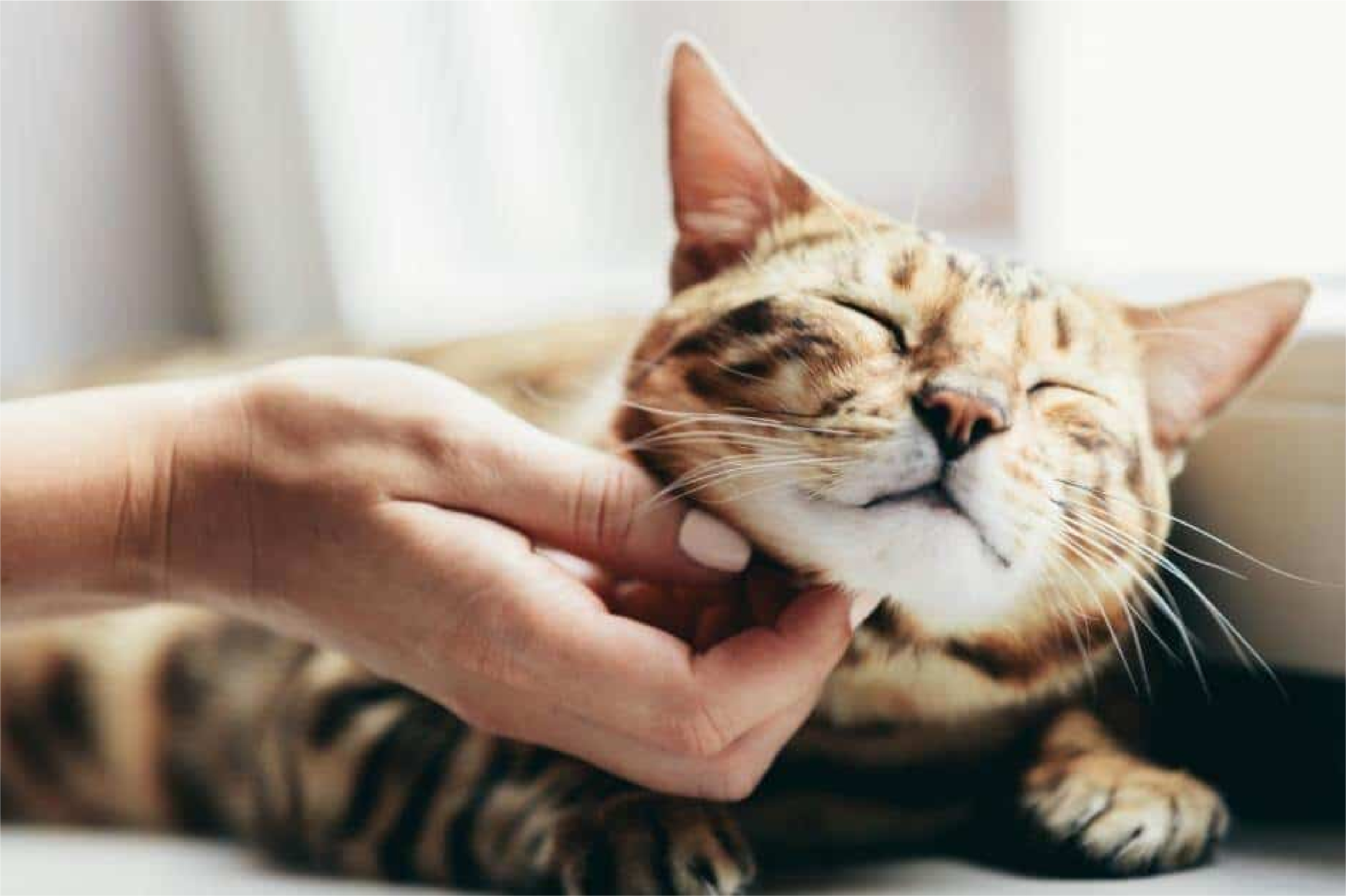 cat enjoying a chin scratch cat enjoying a chin scratch