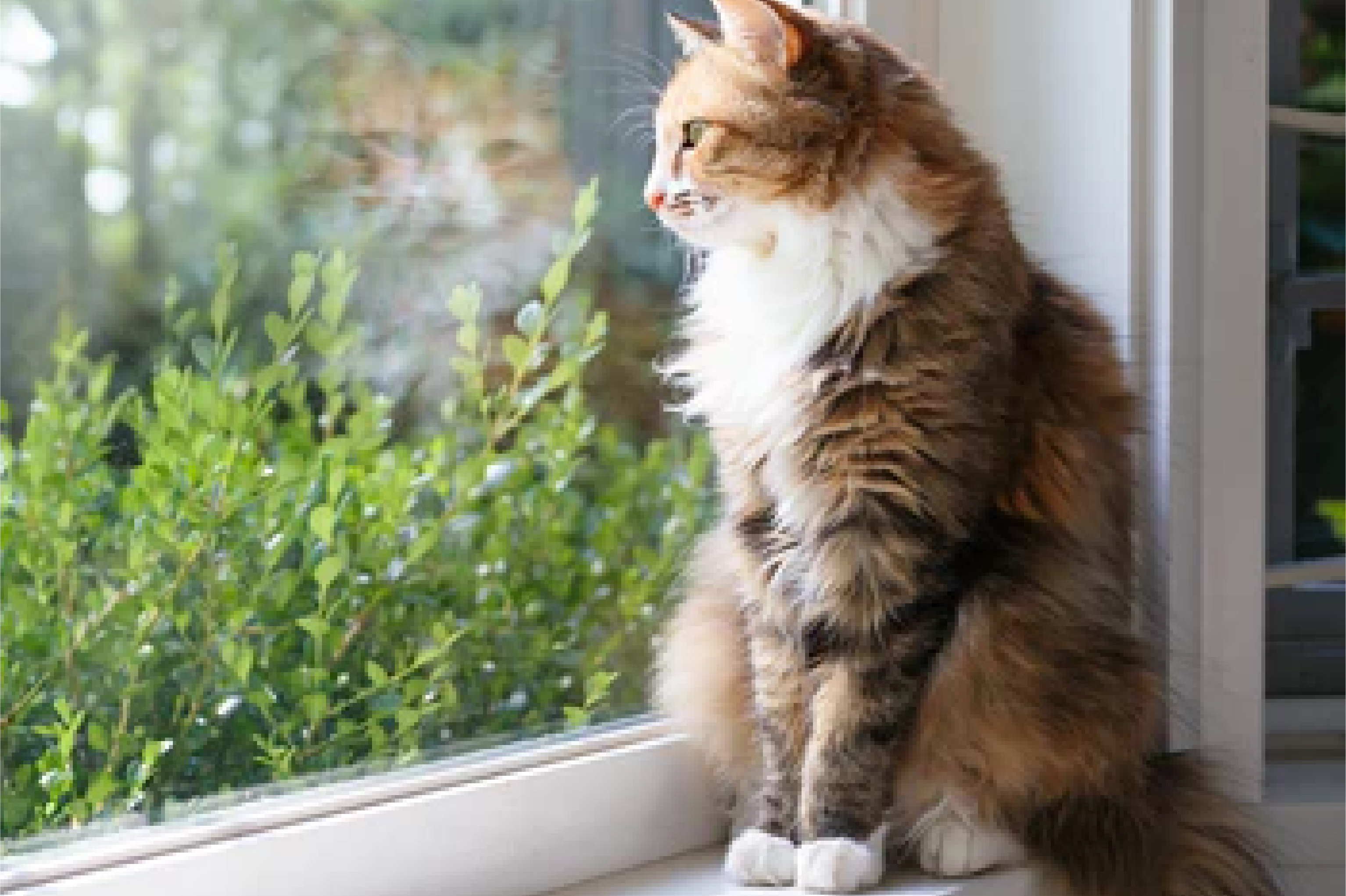 cat staring outside from a windowsill cat staring outside from a windowsill