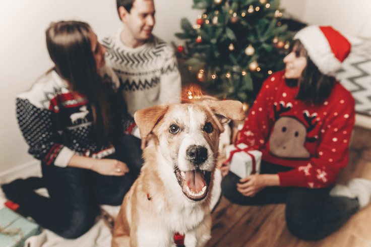 family and their pet dog sitting in the living room floor during Christmas
