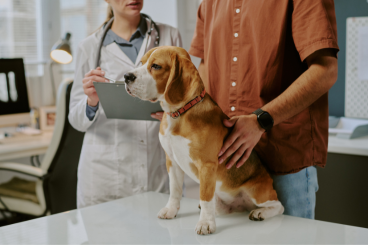 a dog getting inspected by a veterinarian