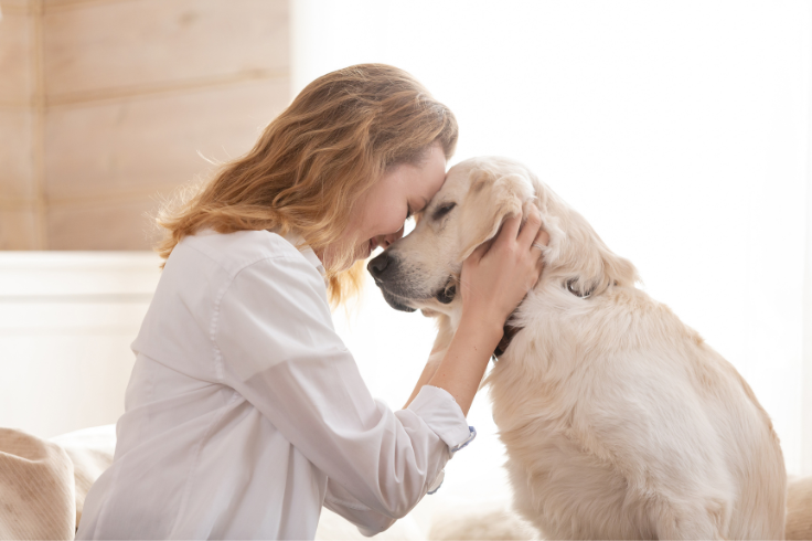 A person wearing a white shirt gently holds a golden retriever dog, with their foreheads touching in a moment of affection. A person wearing a white shirt gently holds a golden retriever dog, with their foreheads touching in a moment of affection.