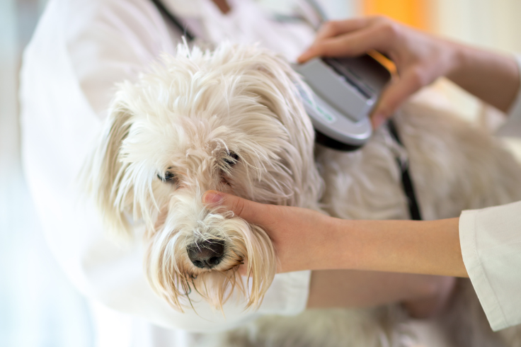 A person is scanning a white dog with a gray scanner. The dog has long, shaggy fur and is looking forward. A person is scanning a white dog with a gray scanner. The dog has long, shaggy fur and is looking forward.
