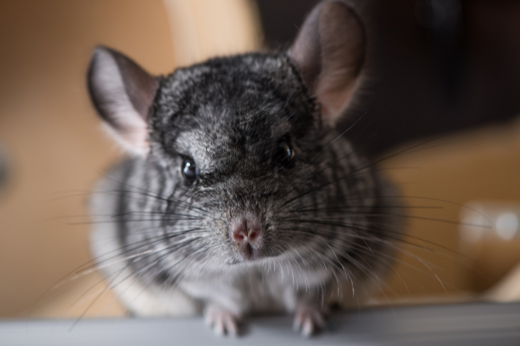 a close up photo of a chincilla