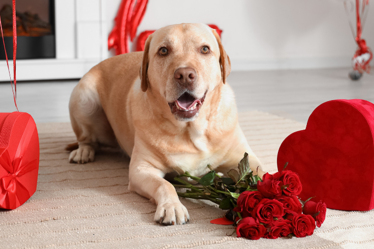 A light-colored dog lies on a carpet with a bouquet of red roses and two heart-shaped gift boxes nearby. Red ribbons hang in the background. A light-colored dog lies on a carpet with a bouquet of red roses and two heart-shaped gift boxes nearby. Red ribbons hang in the background.