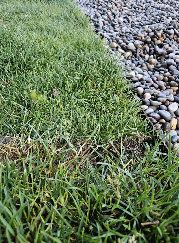 Photo of Laid Sod Photo of Laid Sod
