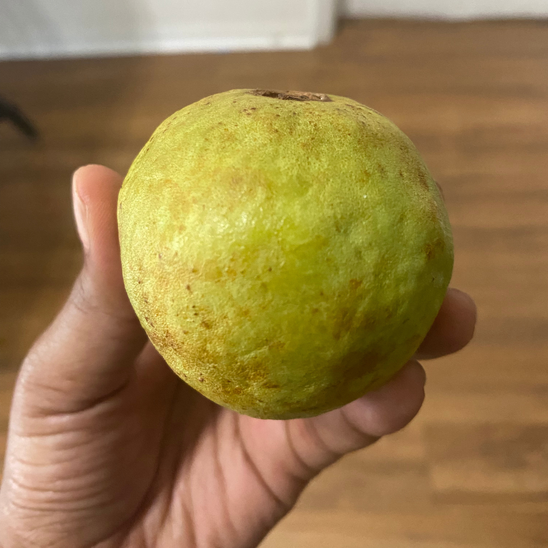 thai guava uncut thai guava uncut