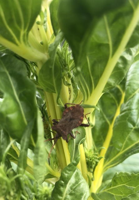 biodiversity in the garden